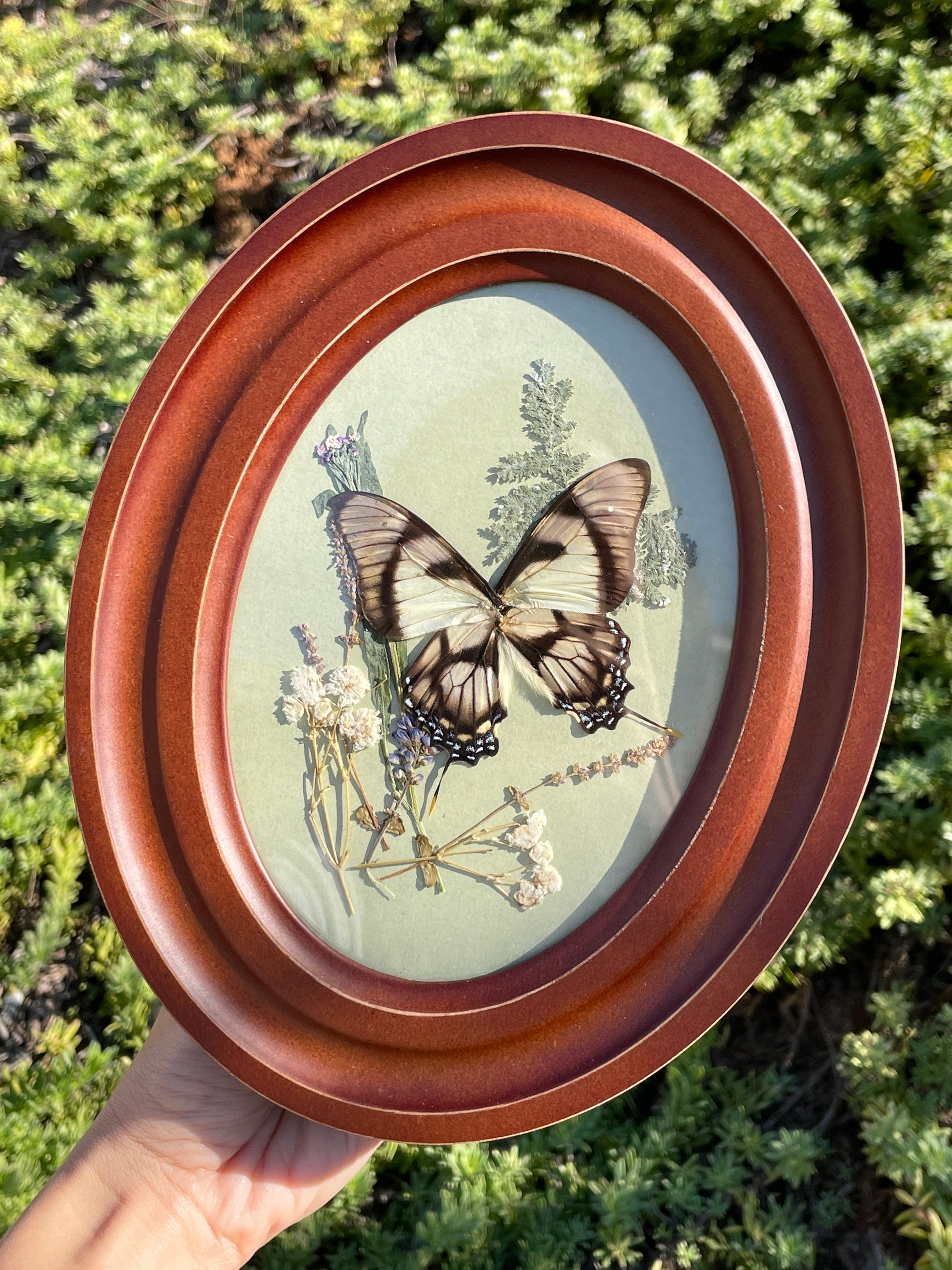 dolicaon swallowtail vintage-inspired frame