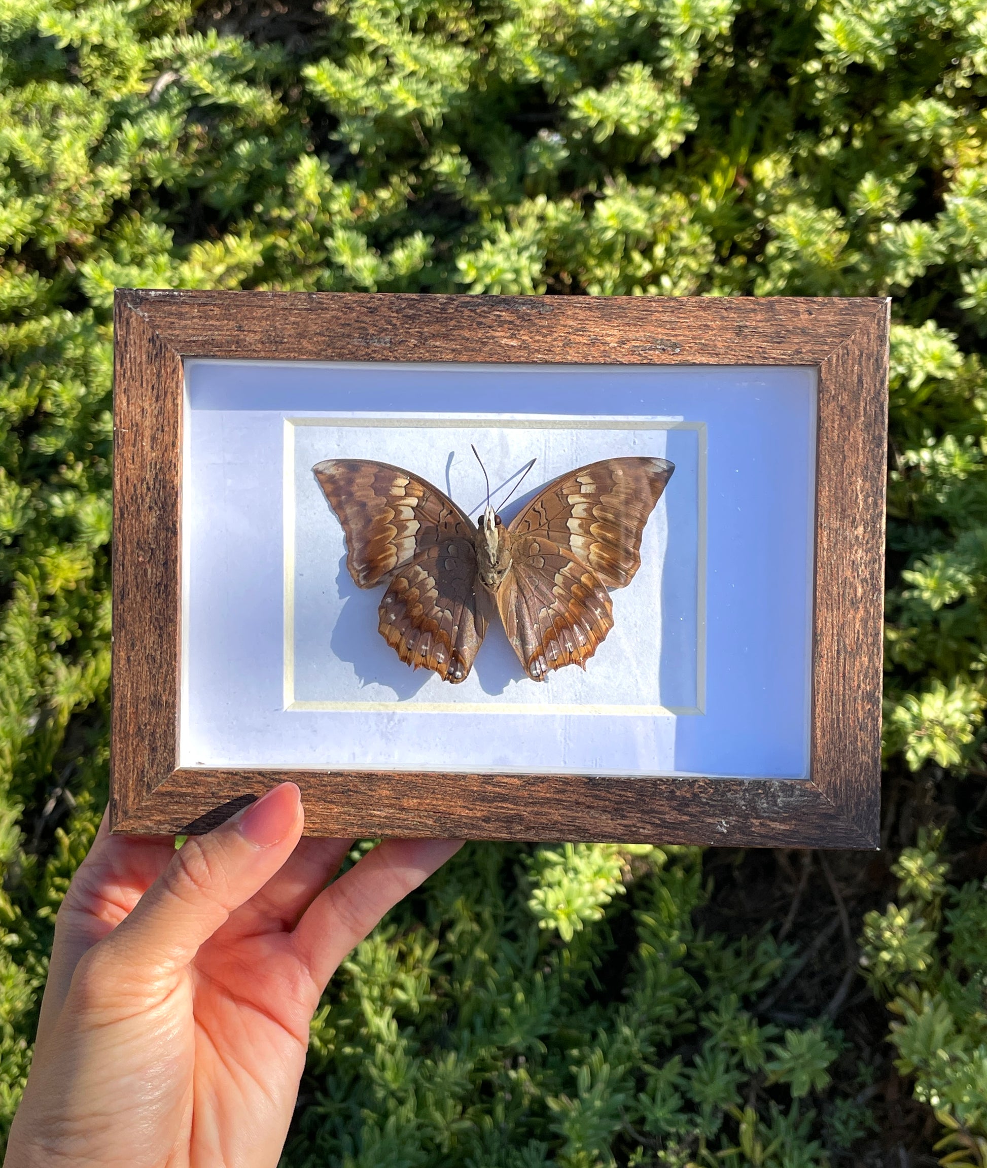 tawny rajah shadow box frame