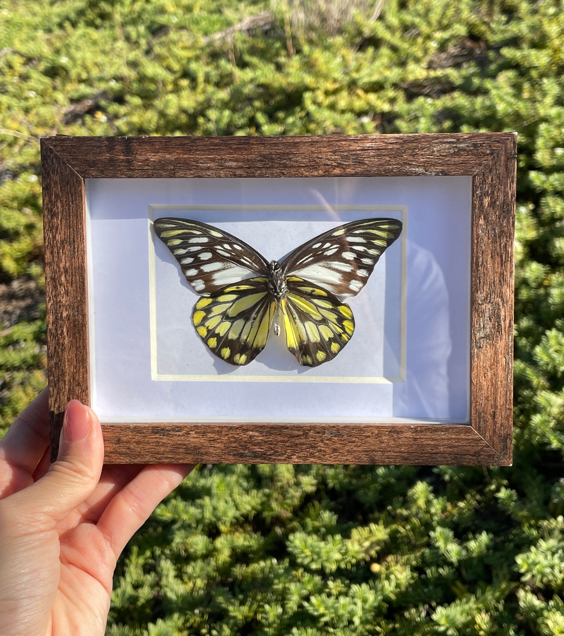 spotted sawtooth shadow box frame