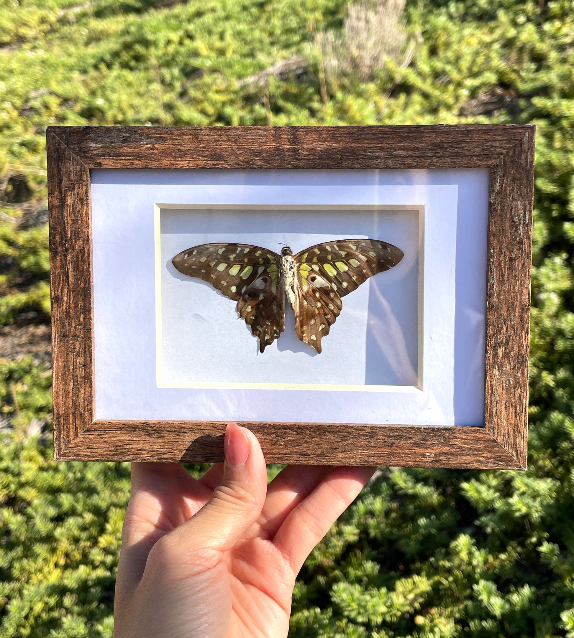 tailed jay butterfly shadow box