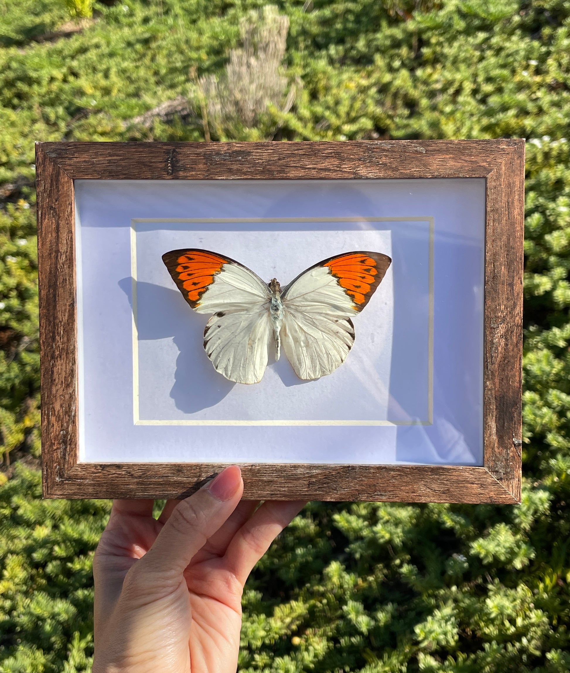 great orange tip butterfly shadow box