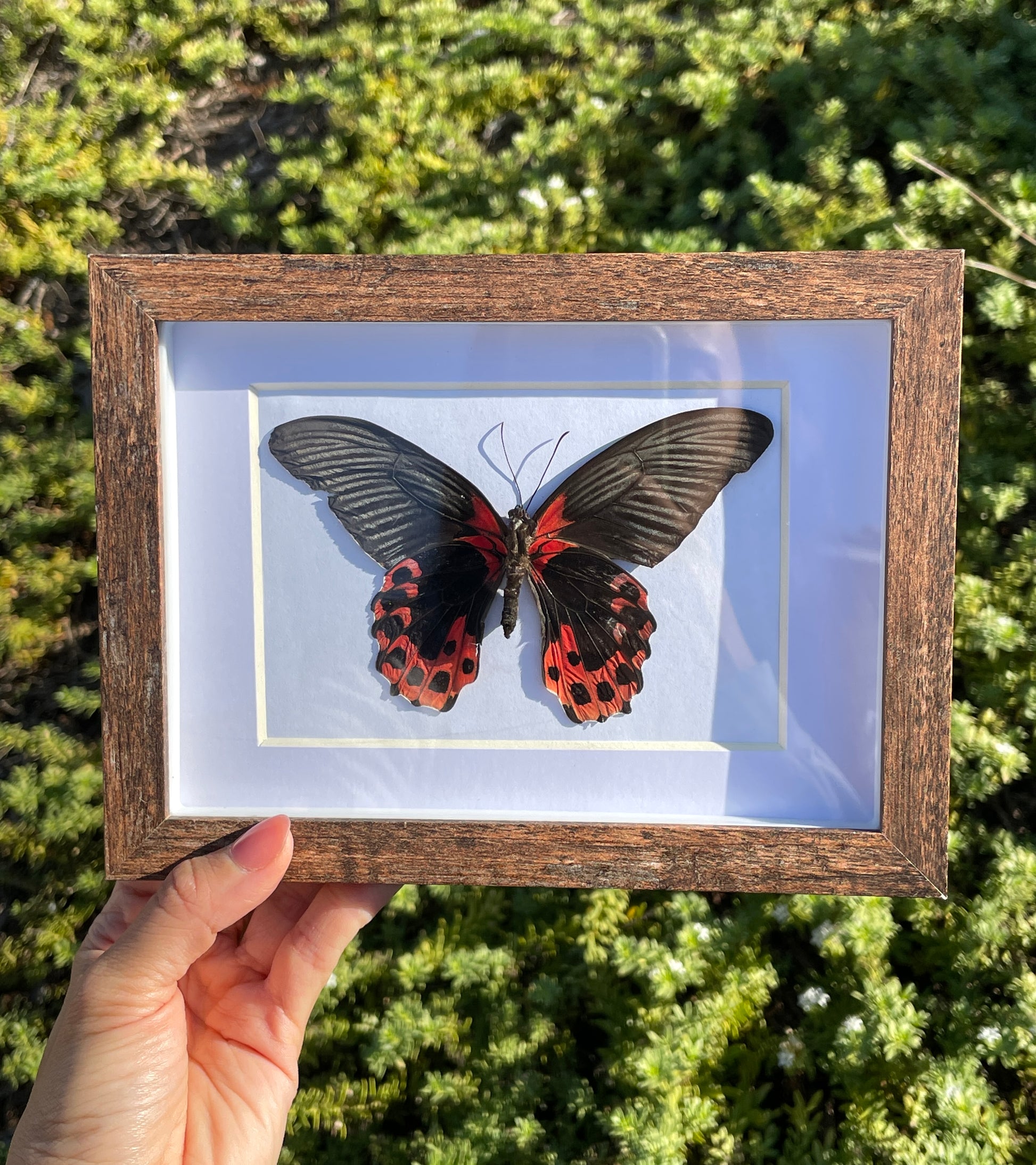 scarlet mormon butterfly shadow box frame