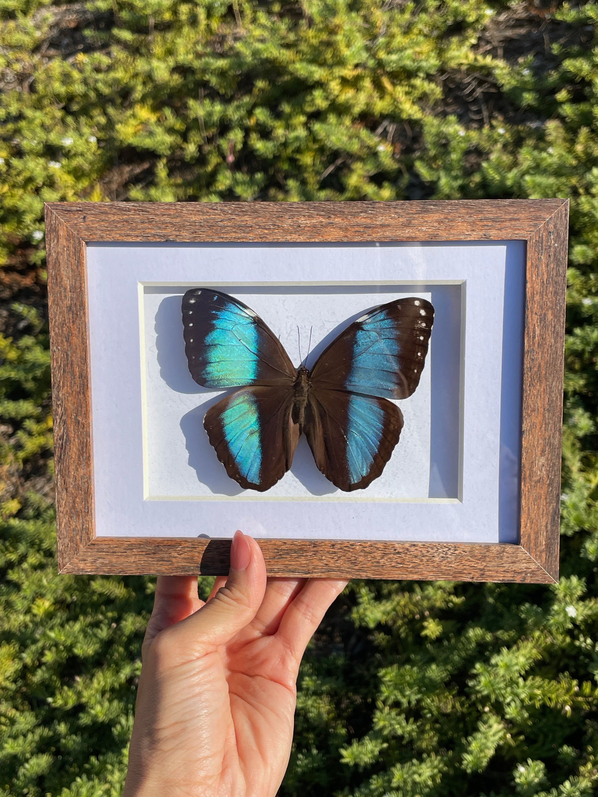 morpho achilles shadow box frame