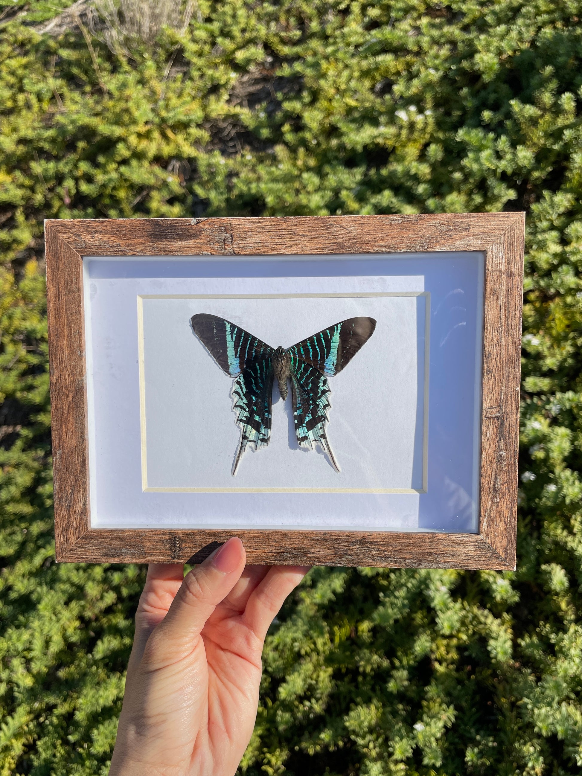green-banded sunset moth shadow box frame