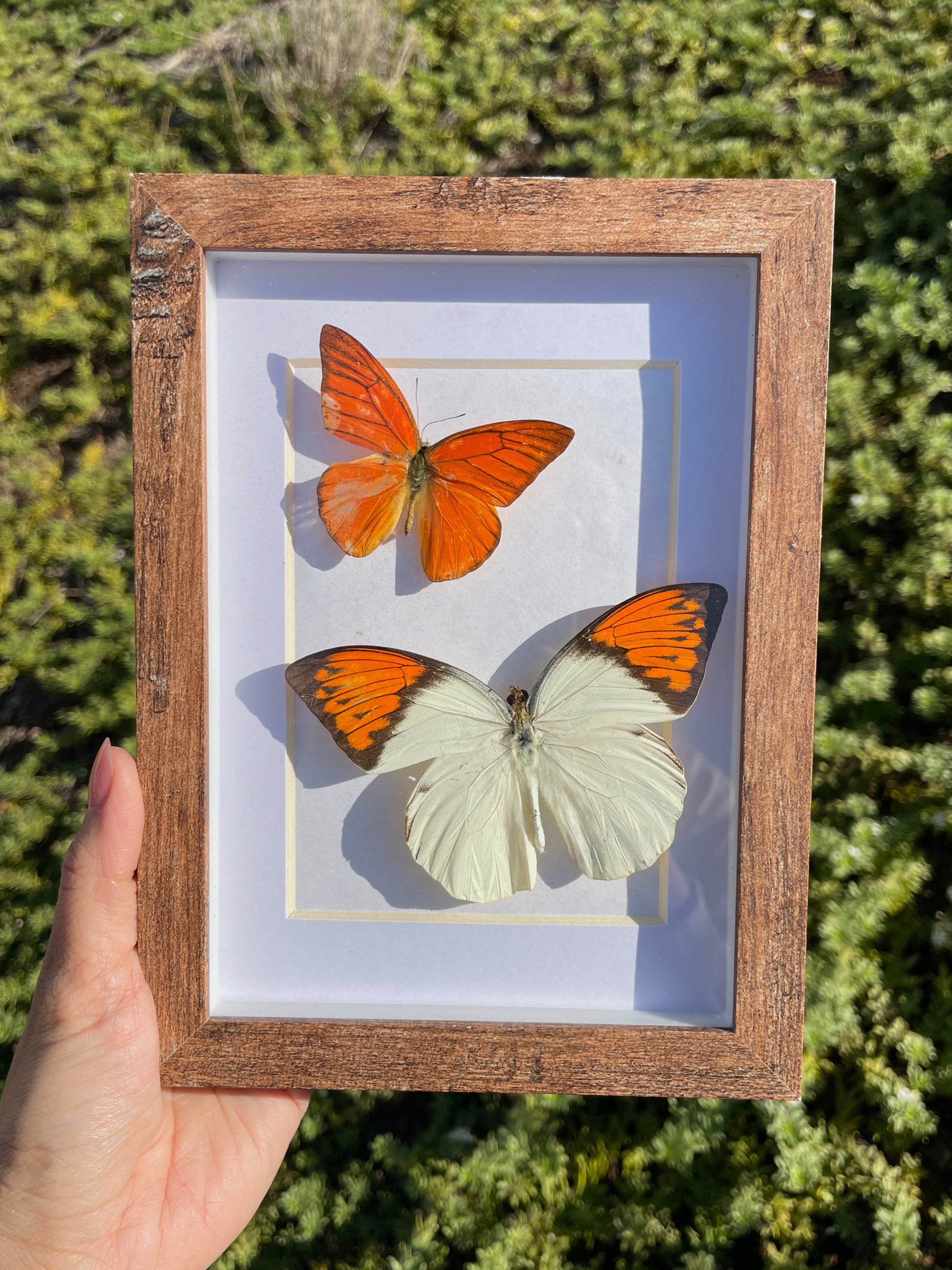 orange albatross & great orange tip shadow box frame