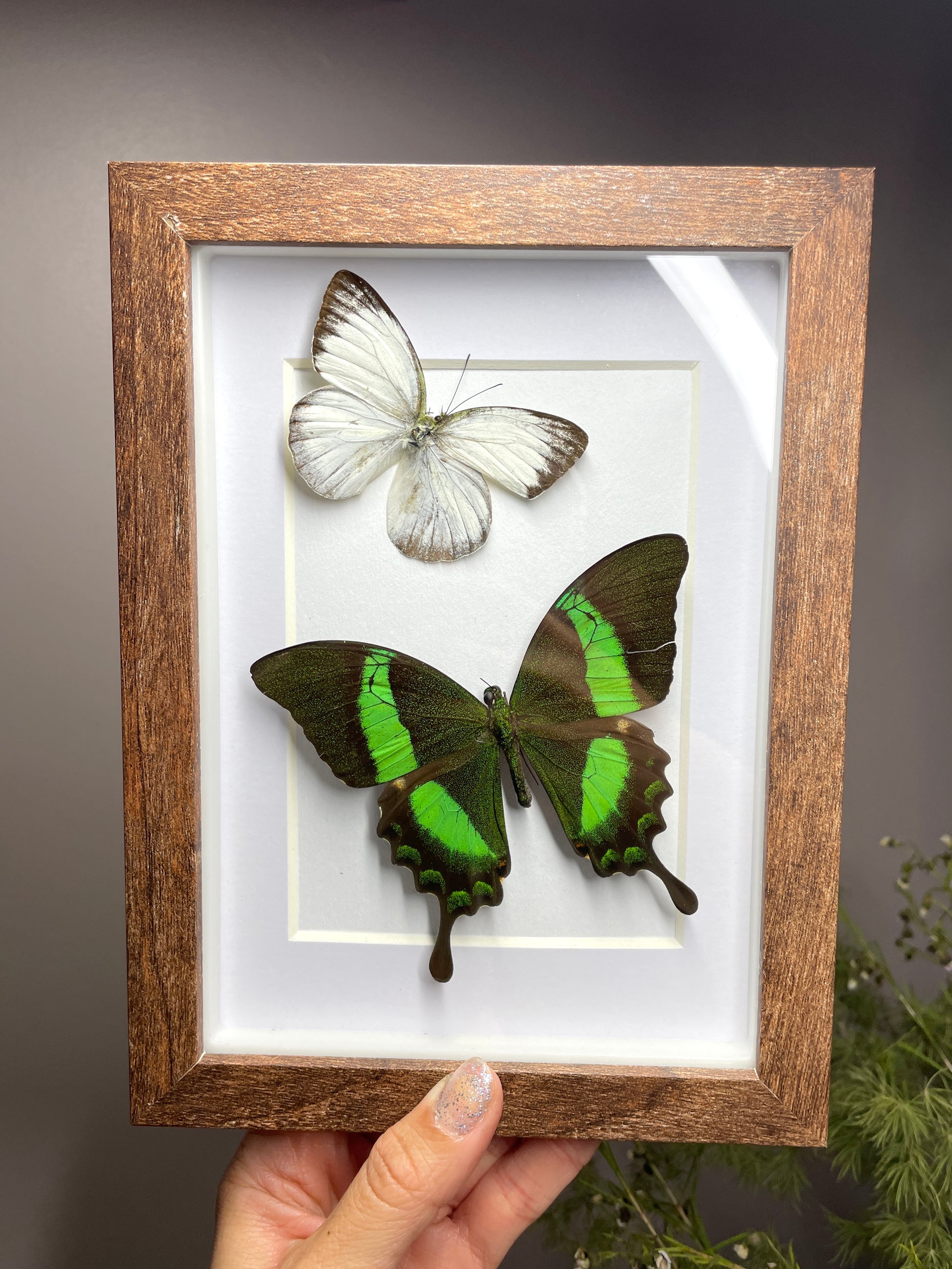 common gull & emerald swallowtail
