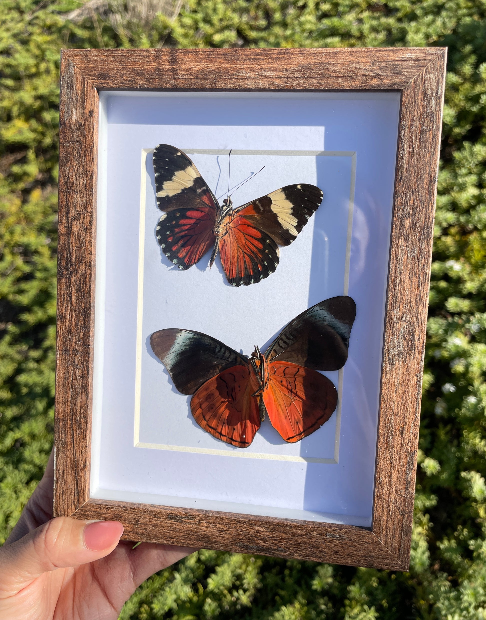 red cracker and red flasher shadow box