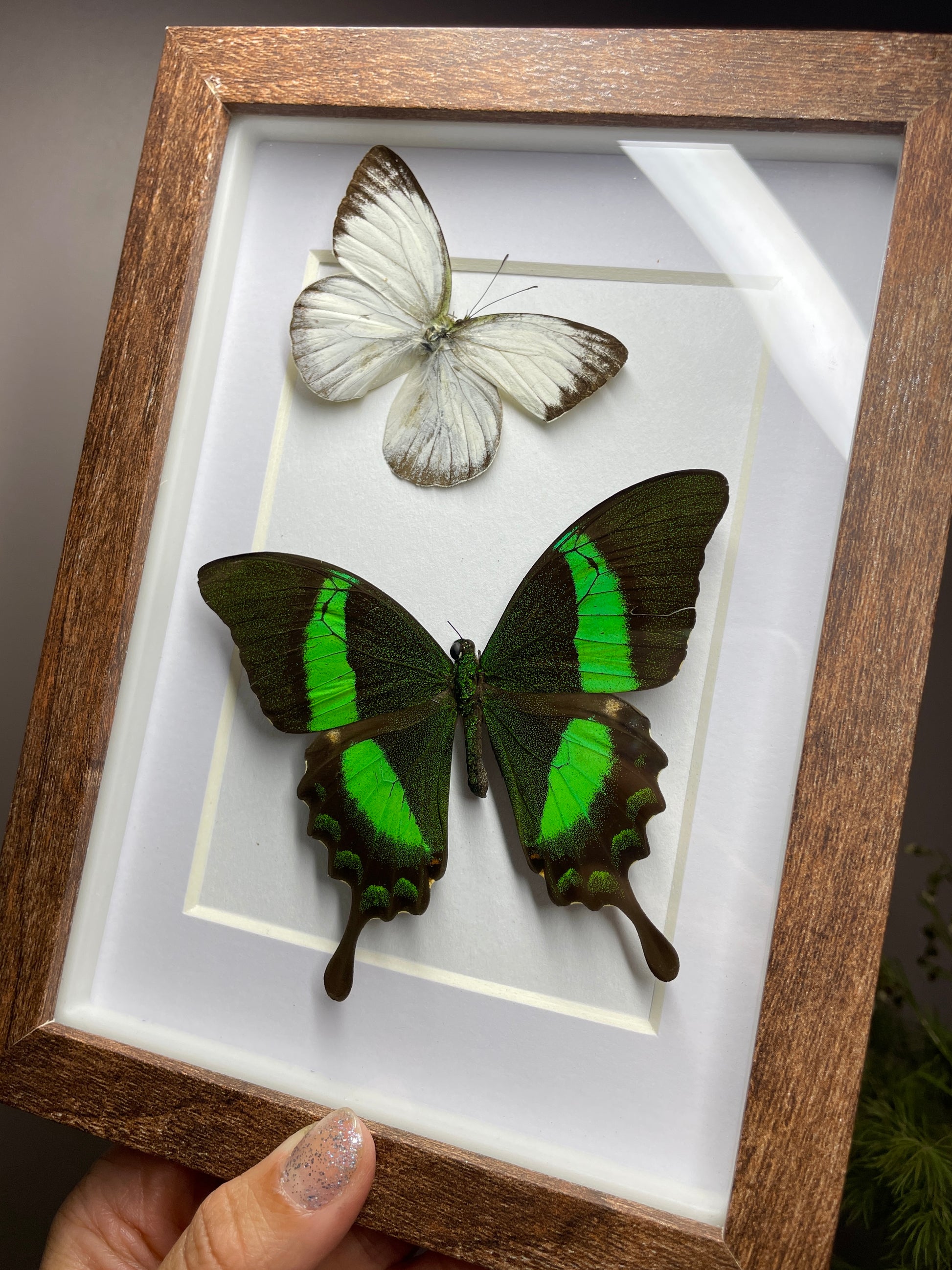 common gull & emerald swallowtail