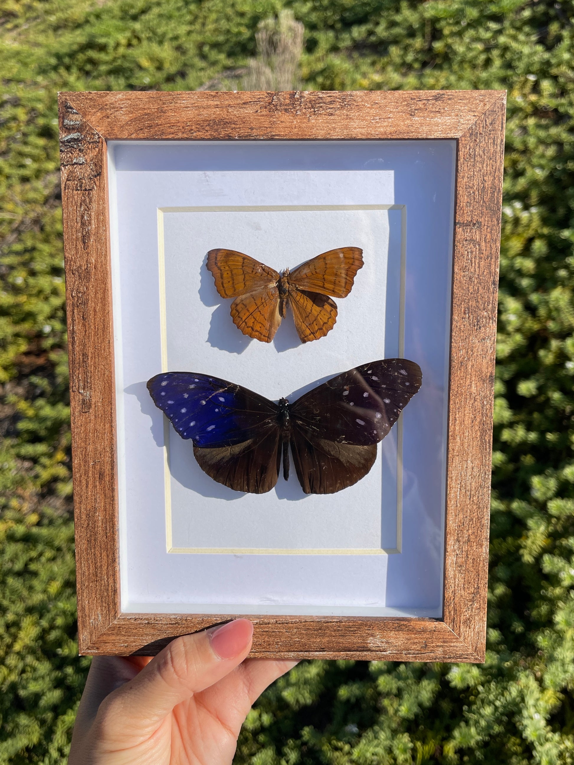 common castor & striped blue crow shadow box