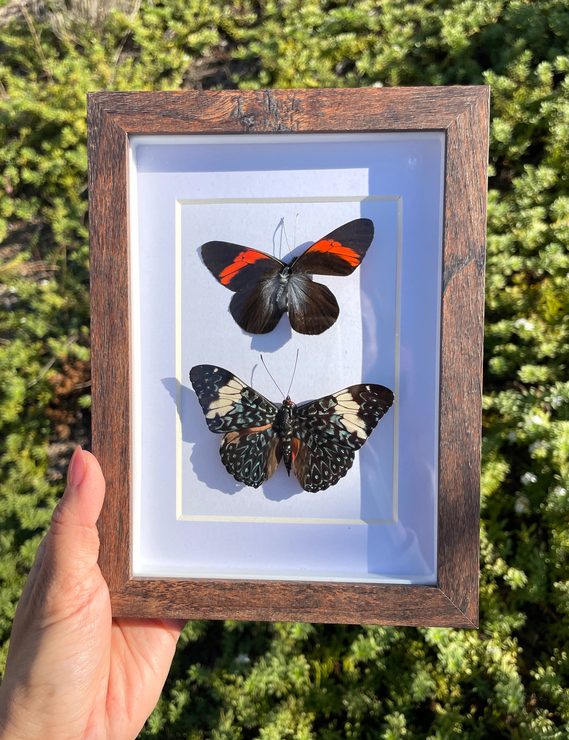callinira swordtail & blue cracker shadow box
