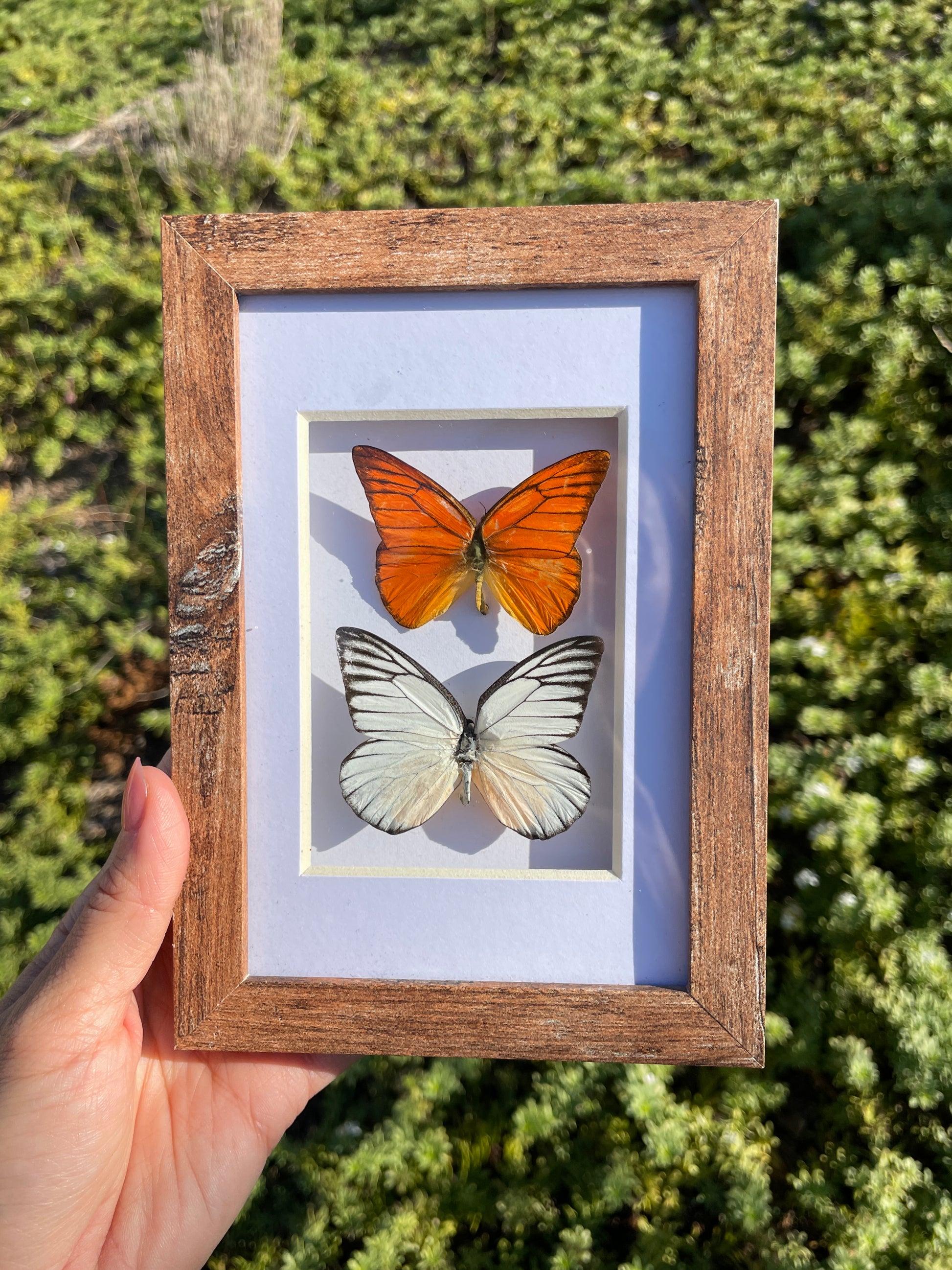 orange albatross & red-spot sawtooth shadow box