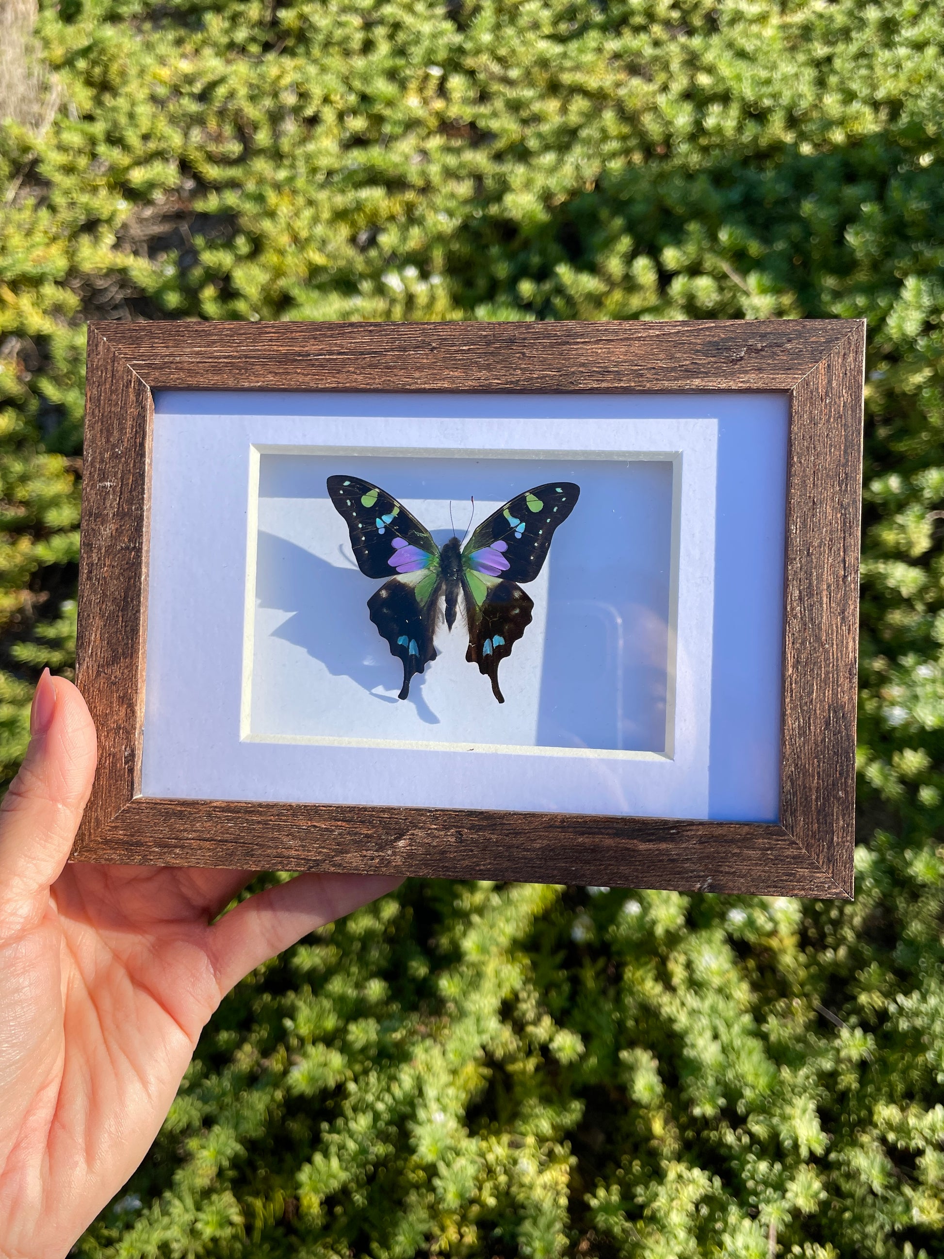 purple spotted swallowtail shadow box frame