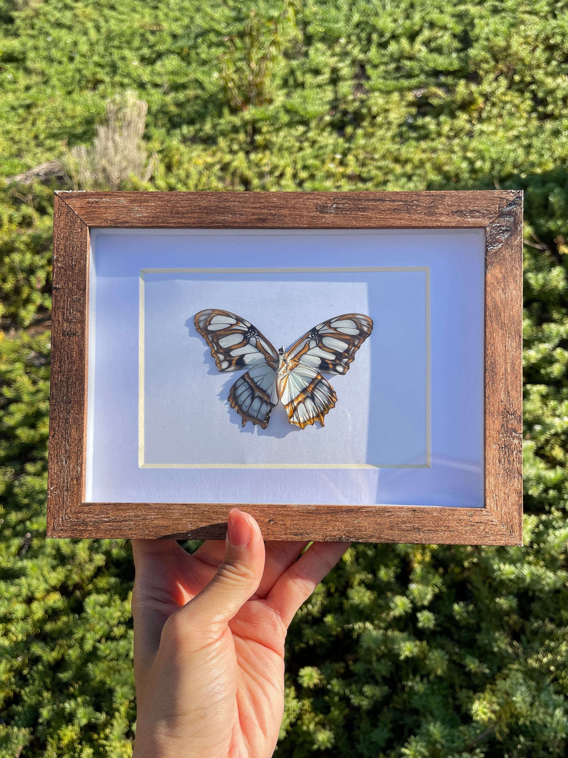 malachite shadow box