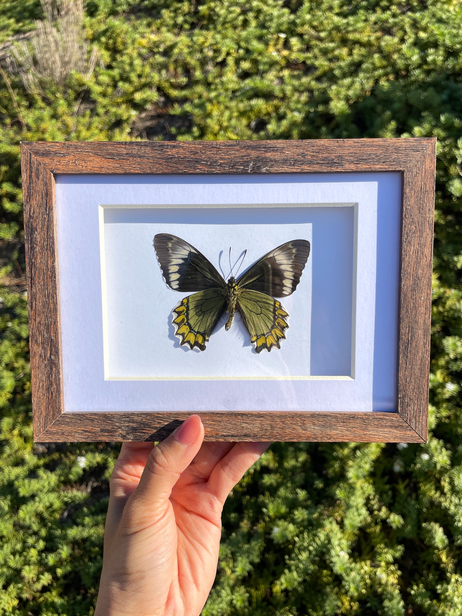 madyes swallowtail shadow box frame