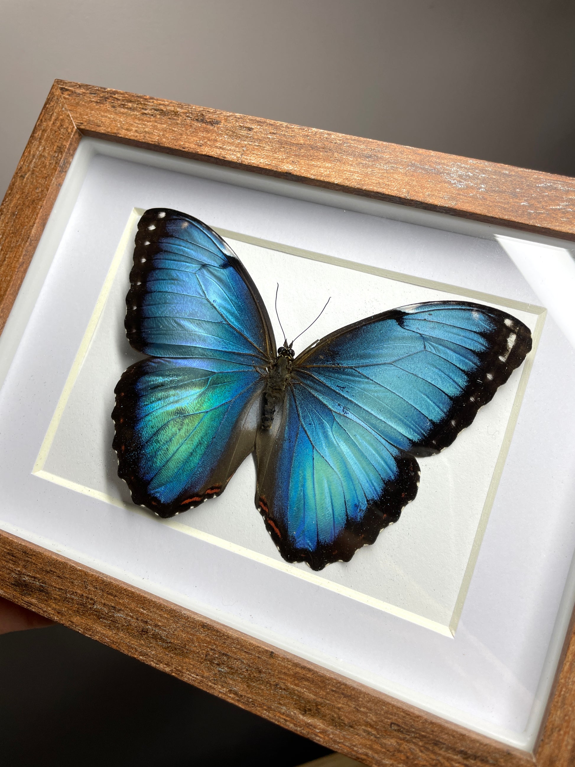 morpho peleides