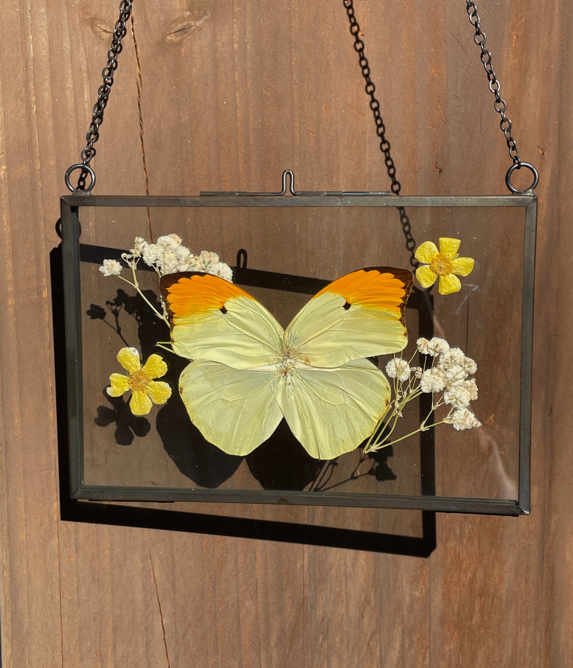 great orange tip brass frame