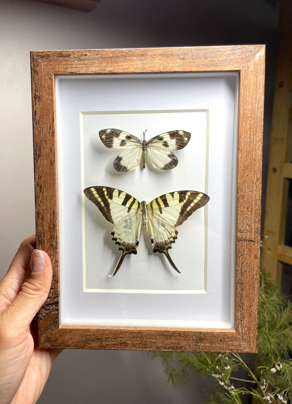 chalcosia nympha & five bar swordtail