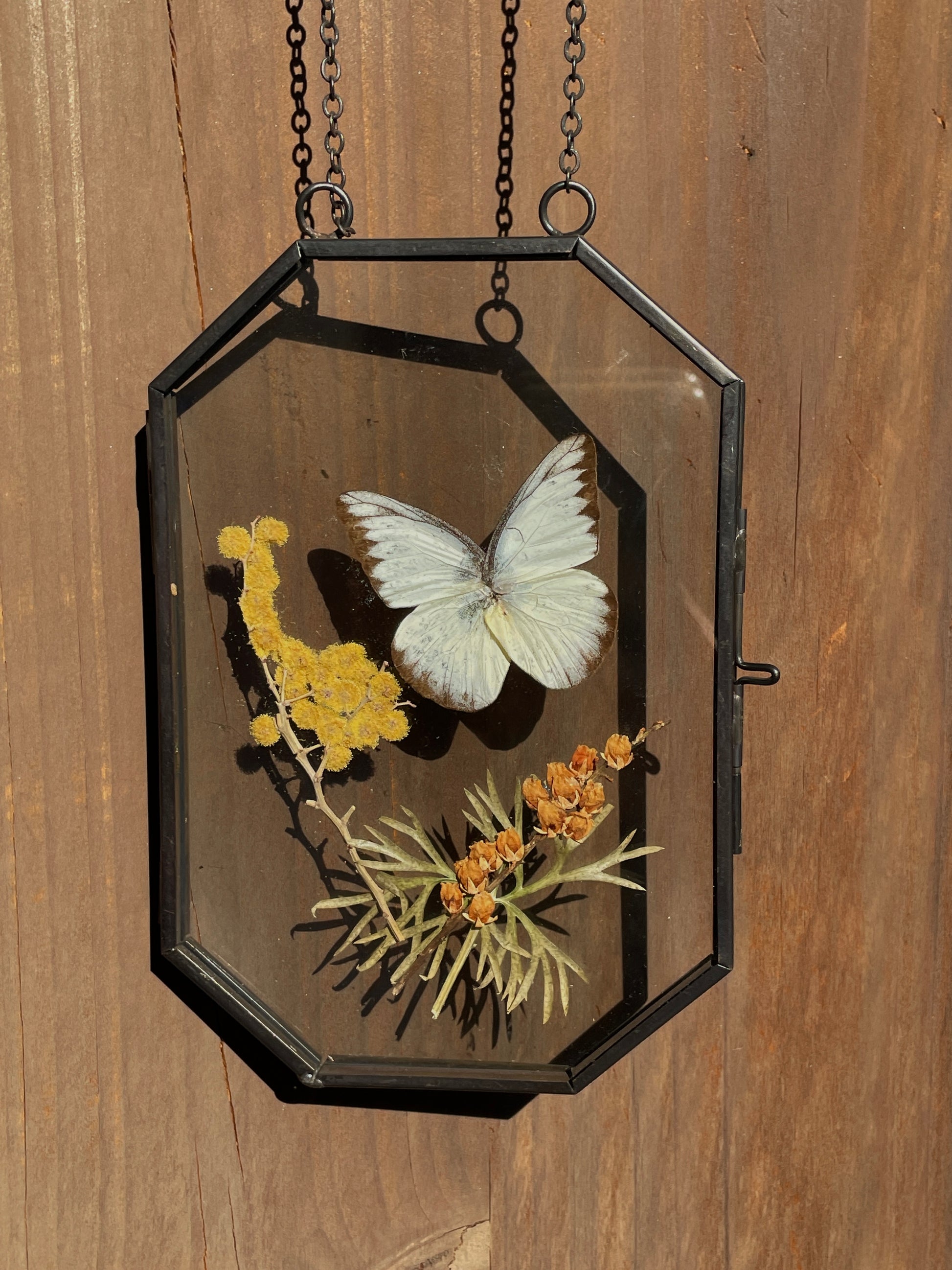 spotted sawtooth brass frame