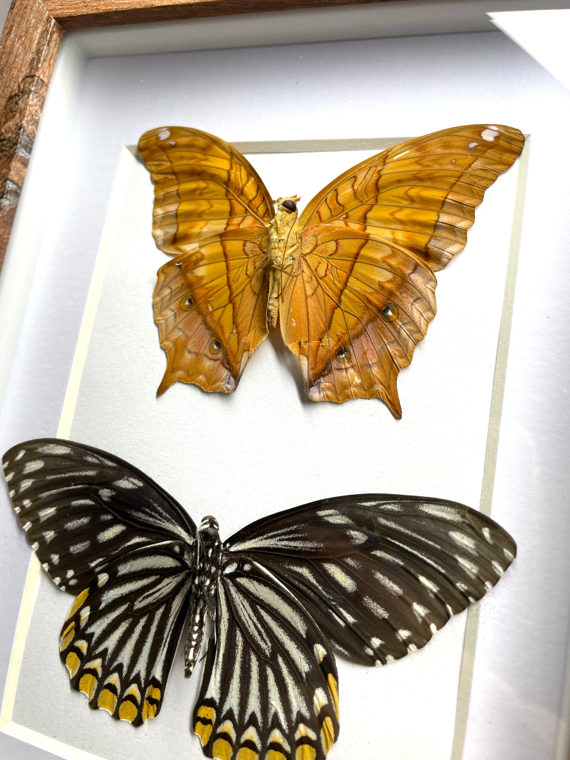 malay cruiser & common mime
