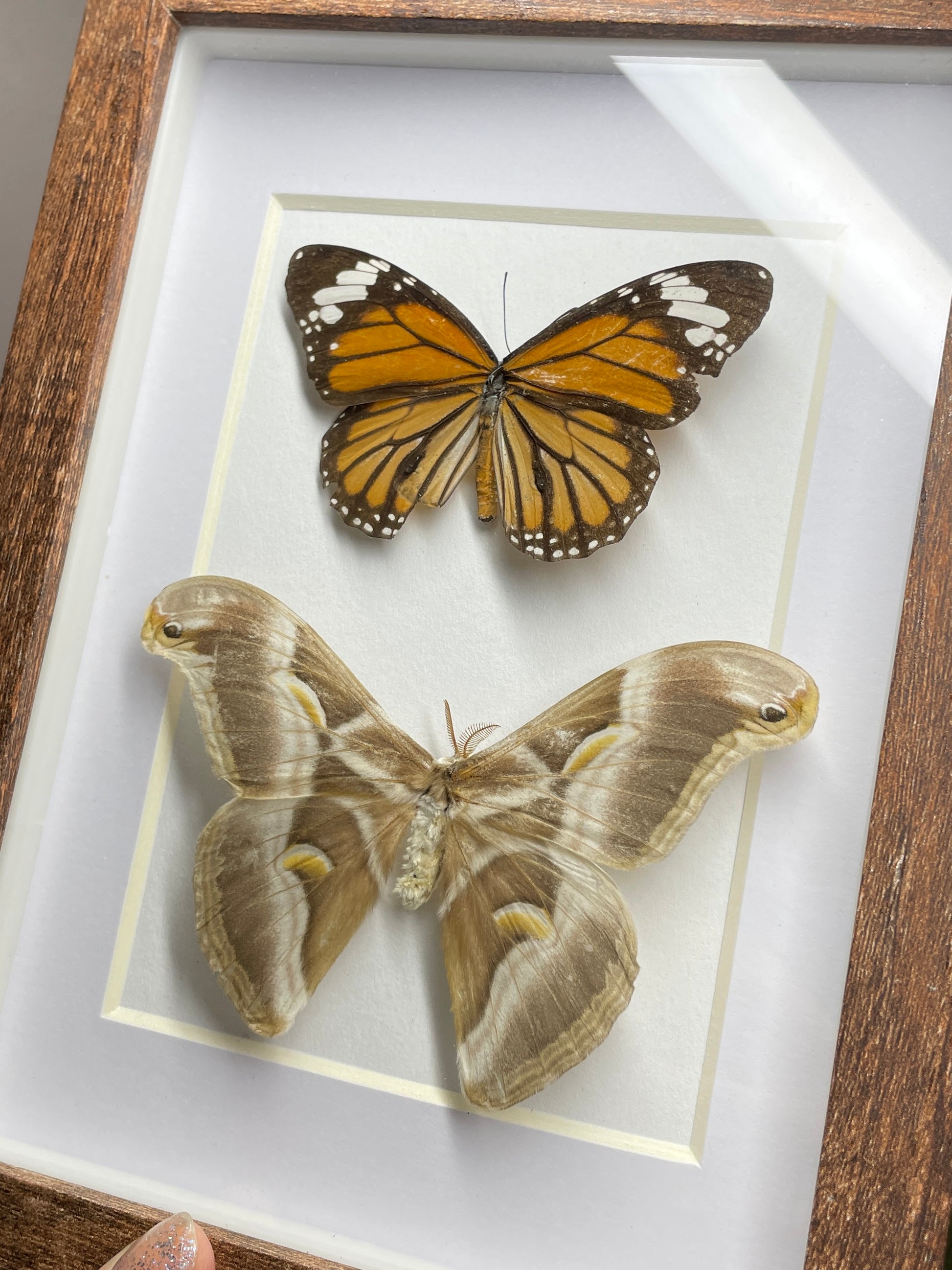 black veined tiger butterfly & cynthia moth
