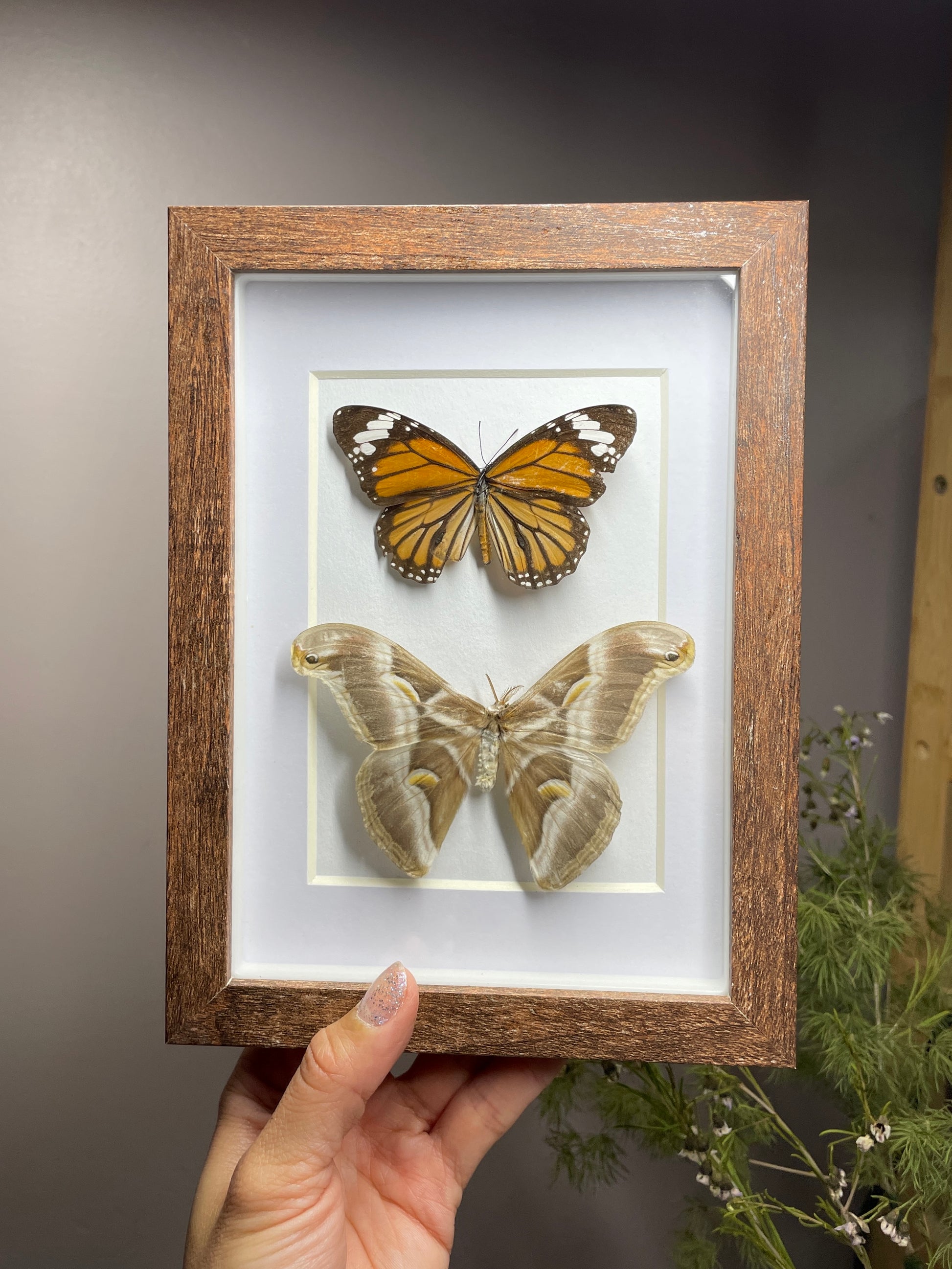 black veined tiger butterfly & cynthia moth