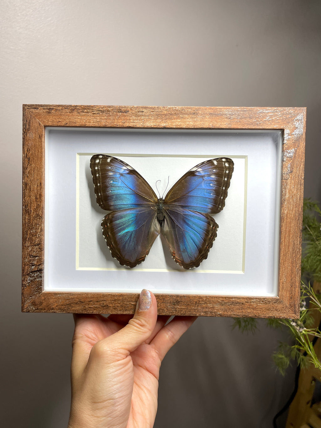 morpho peleides