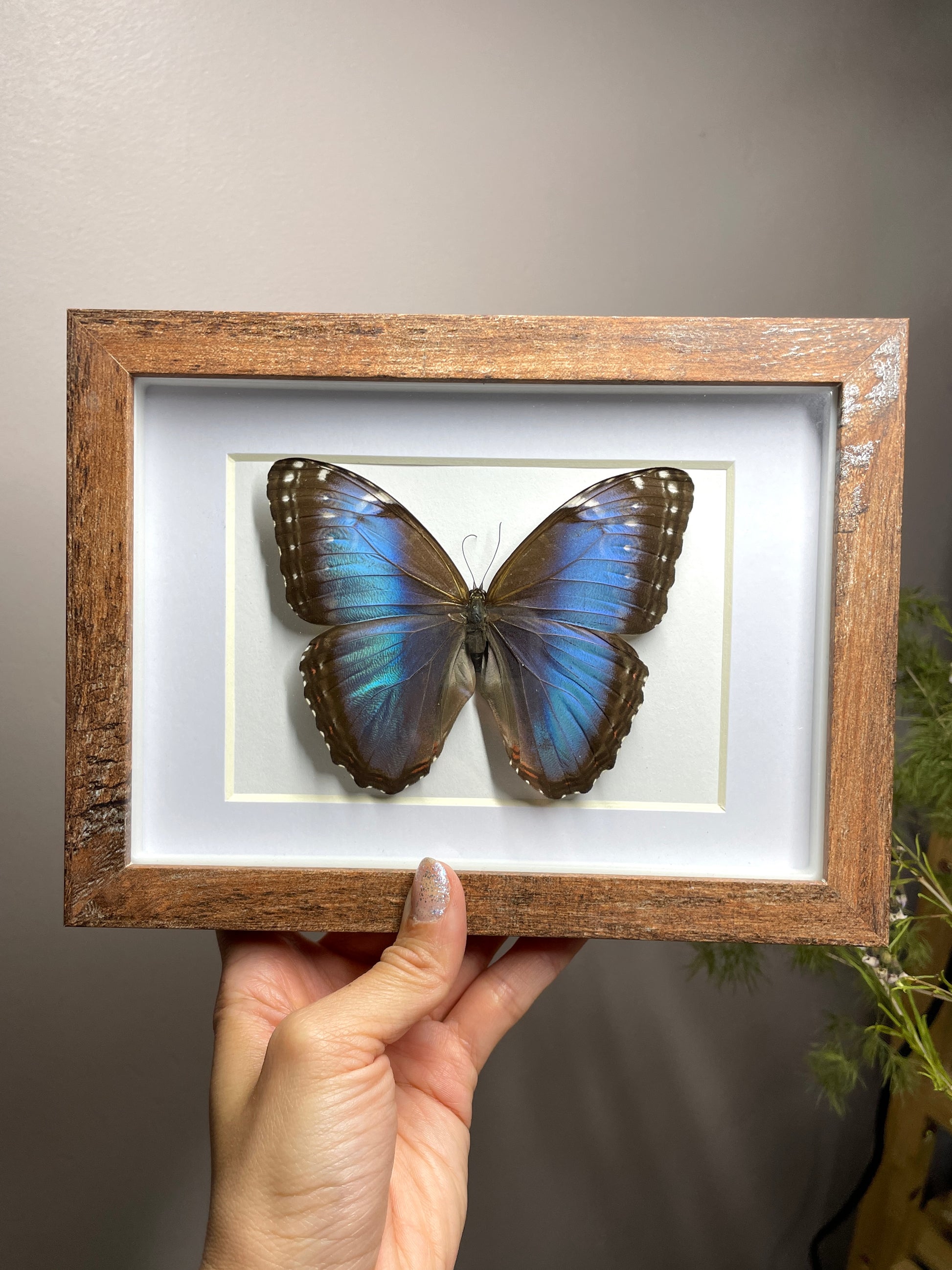 morpho peleides