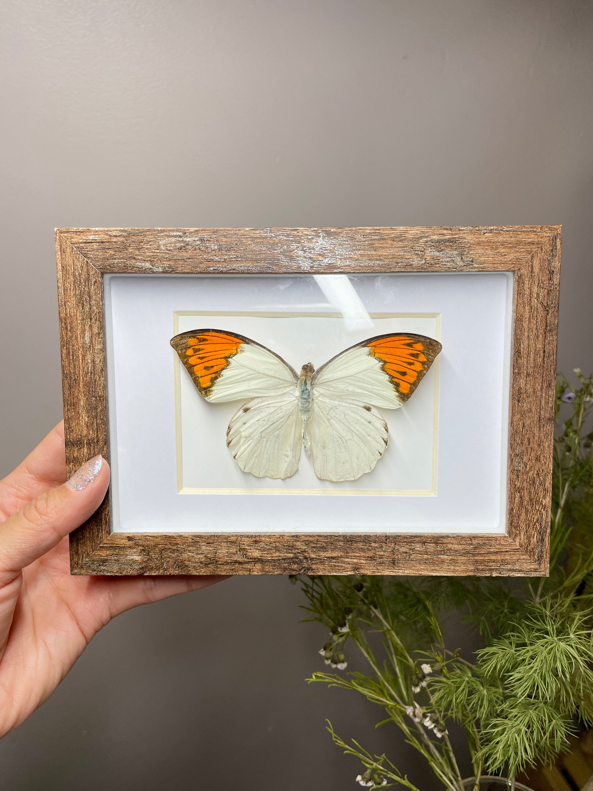 great orange tip butterfly