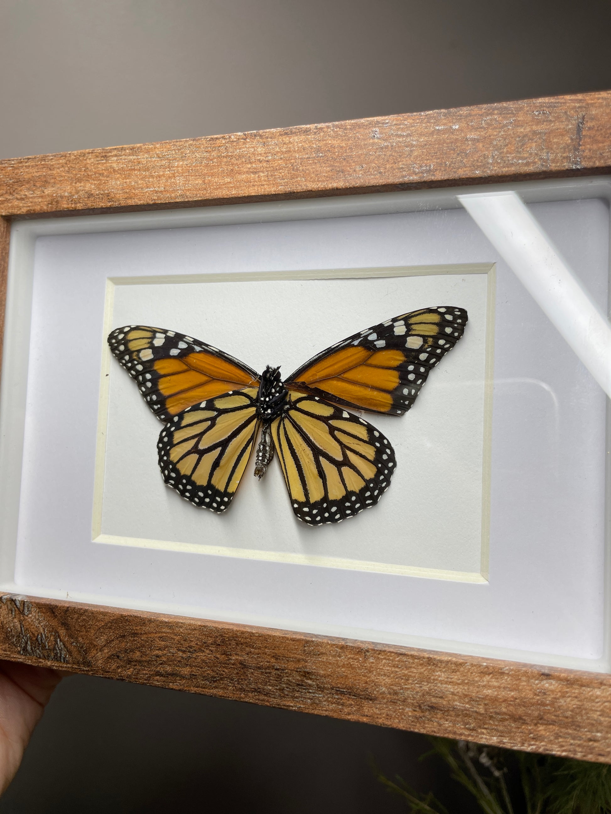monarch shadow box