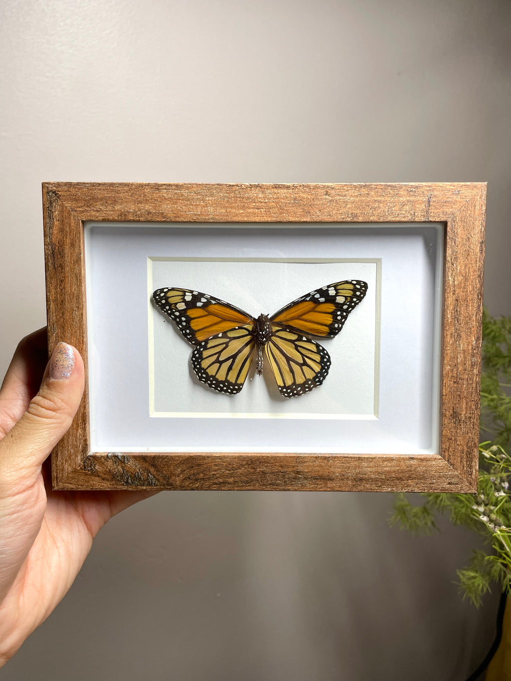 monarch shadow box