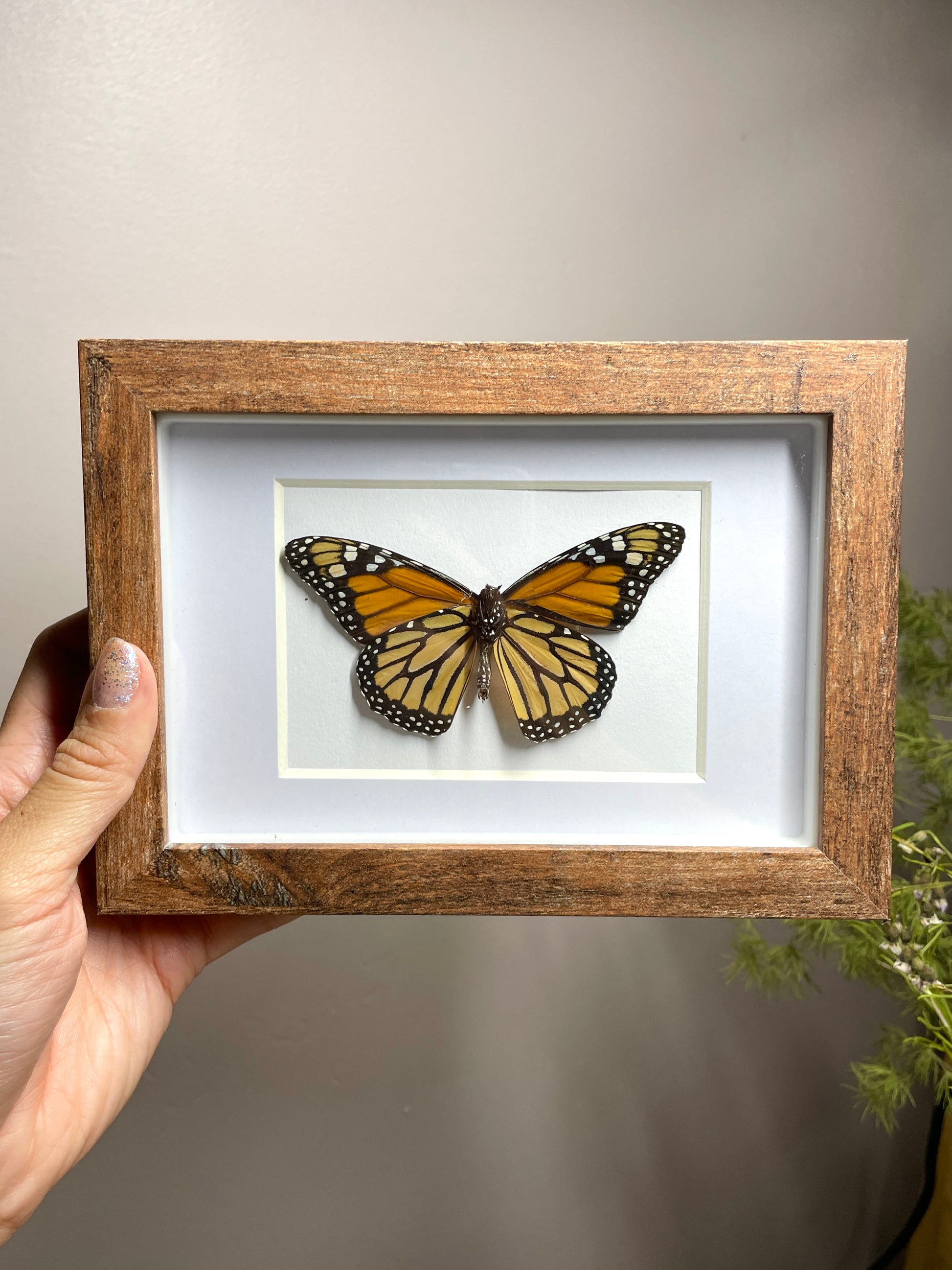 monarch shadow box
