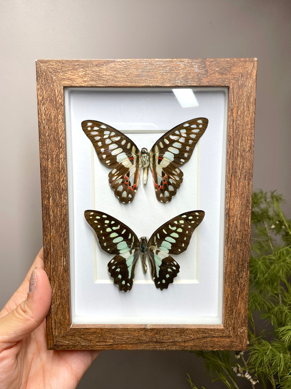 great jay shadow box (front and back)