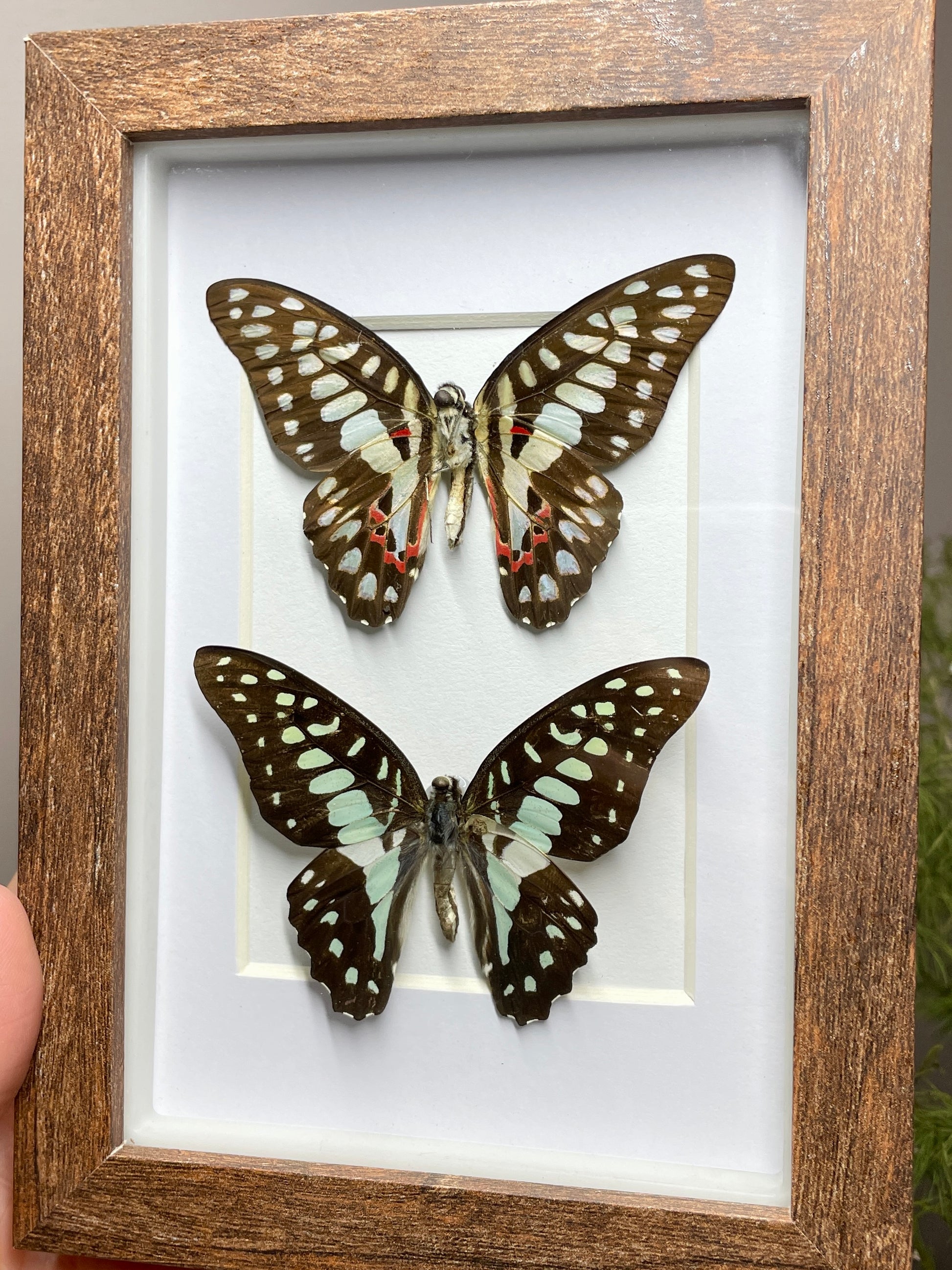 great jay shadow box (front and back)