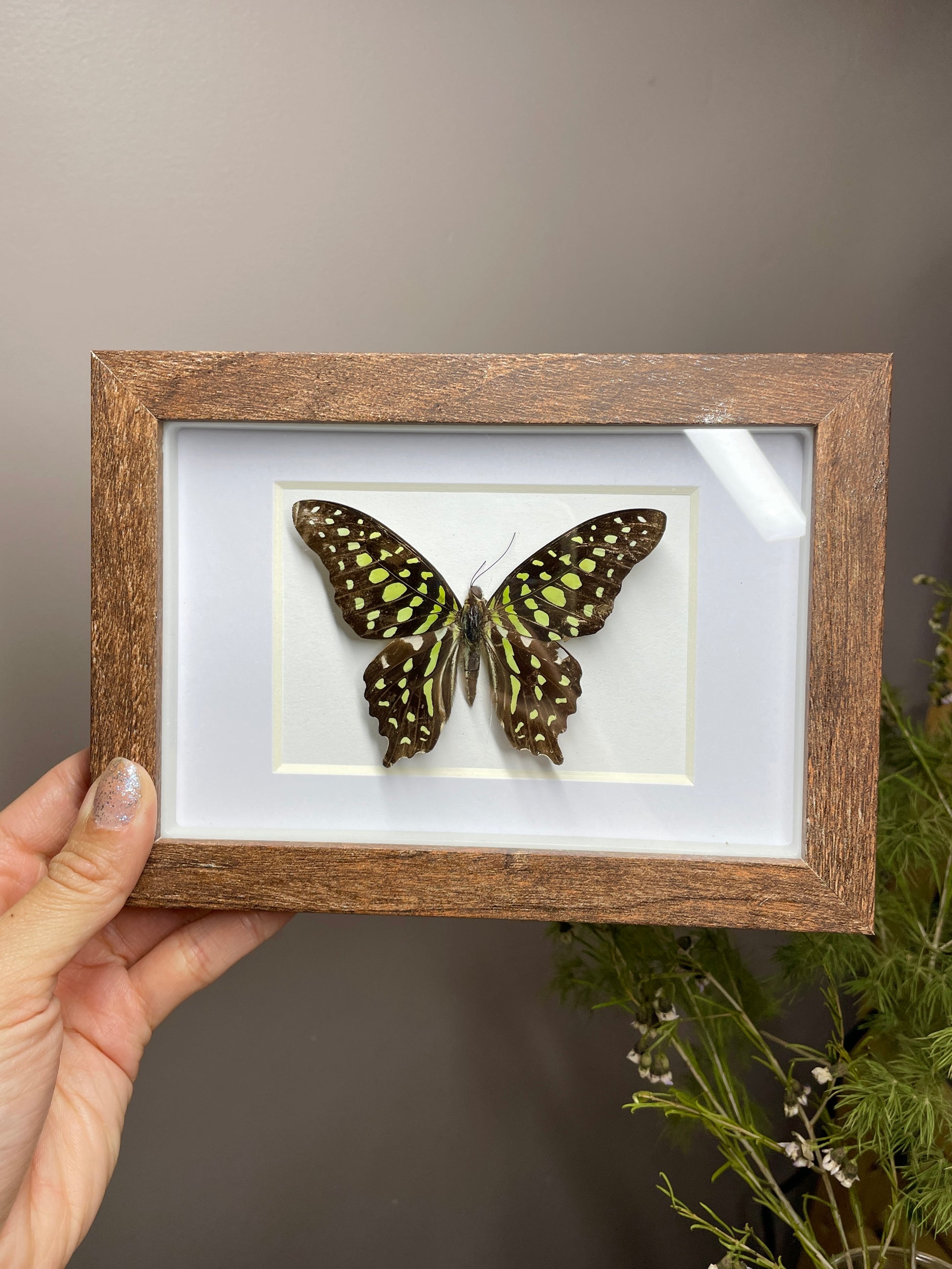 tailed jay shadow box