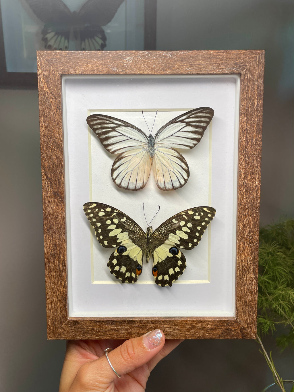 redspot sawtooth & lime swallowtail
