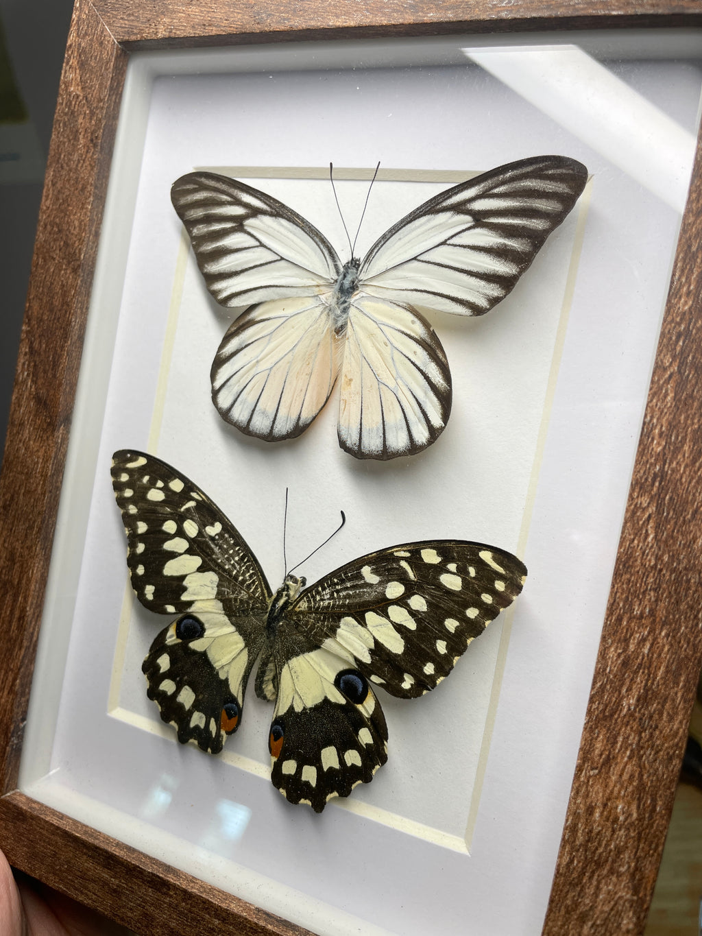 redspot sawtooth & lime swallowtail