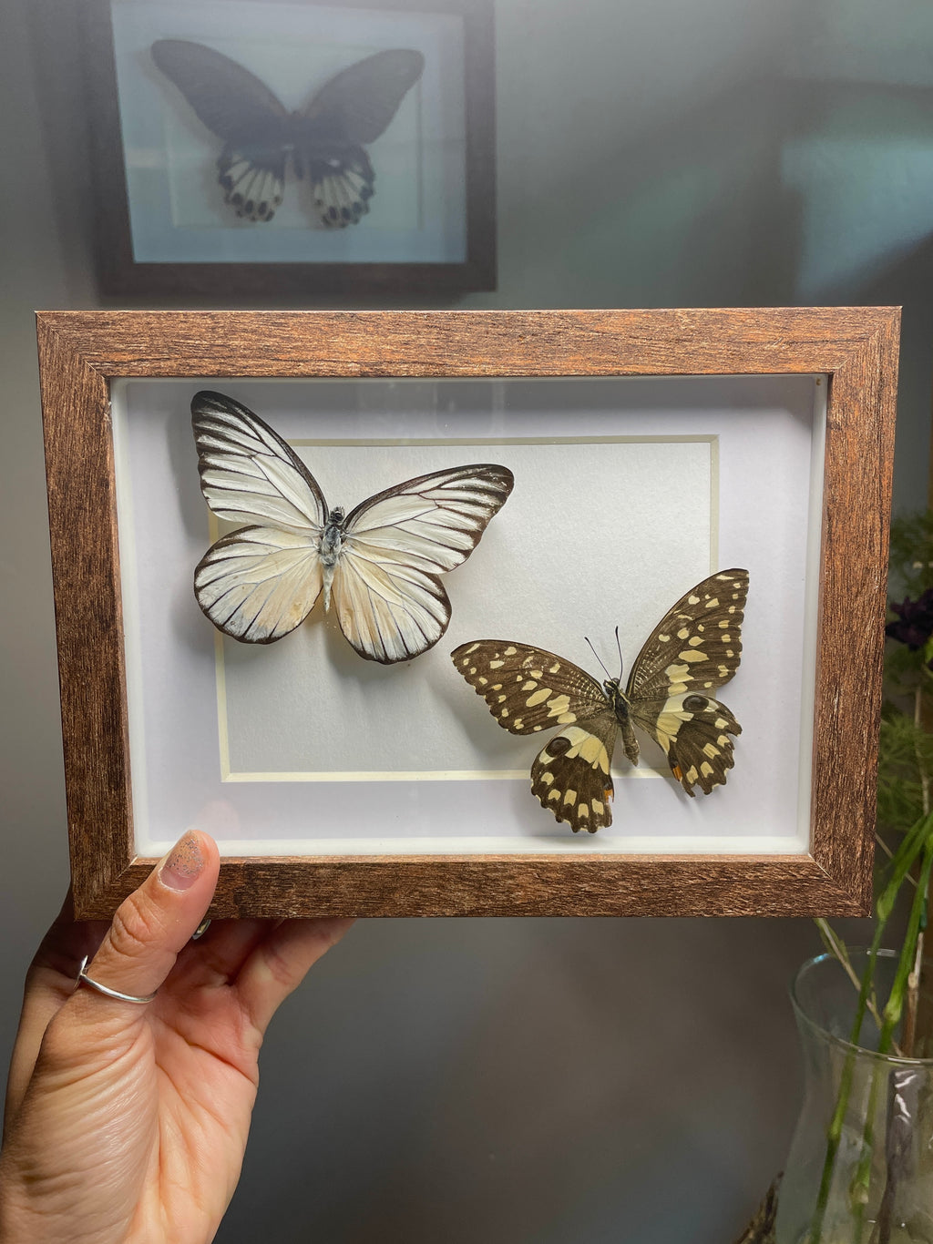 redspot sawtooth & lime swallowtail shadow box
