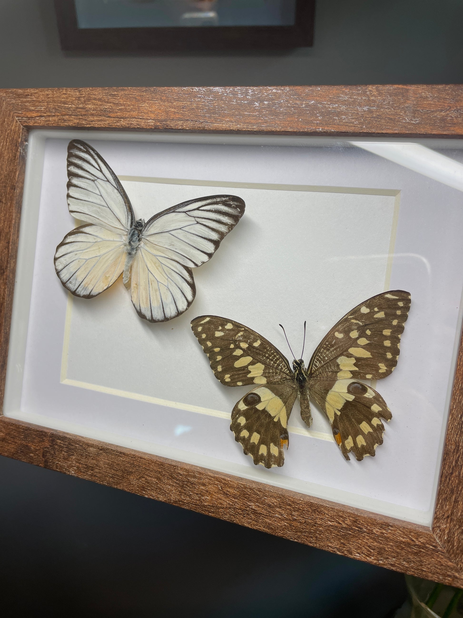 redspot sawtooth & lime swallowtail shadow box