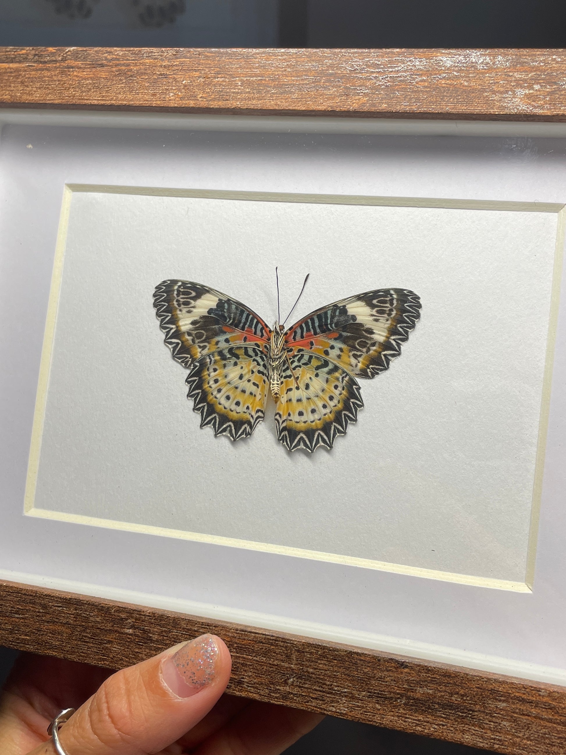 leopard lacewing