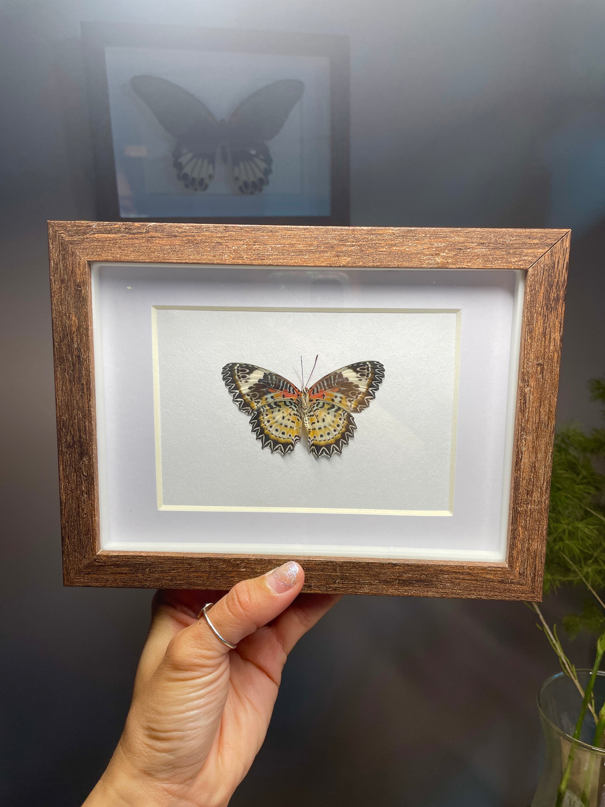 leopard lacewing