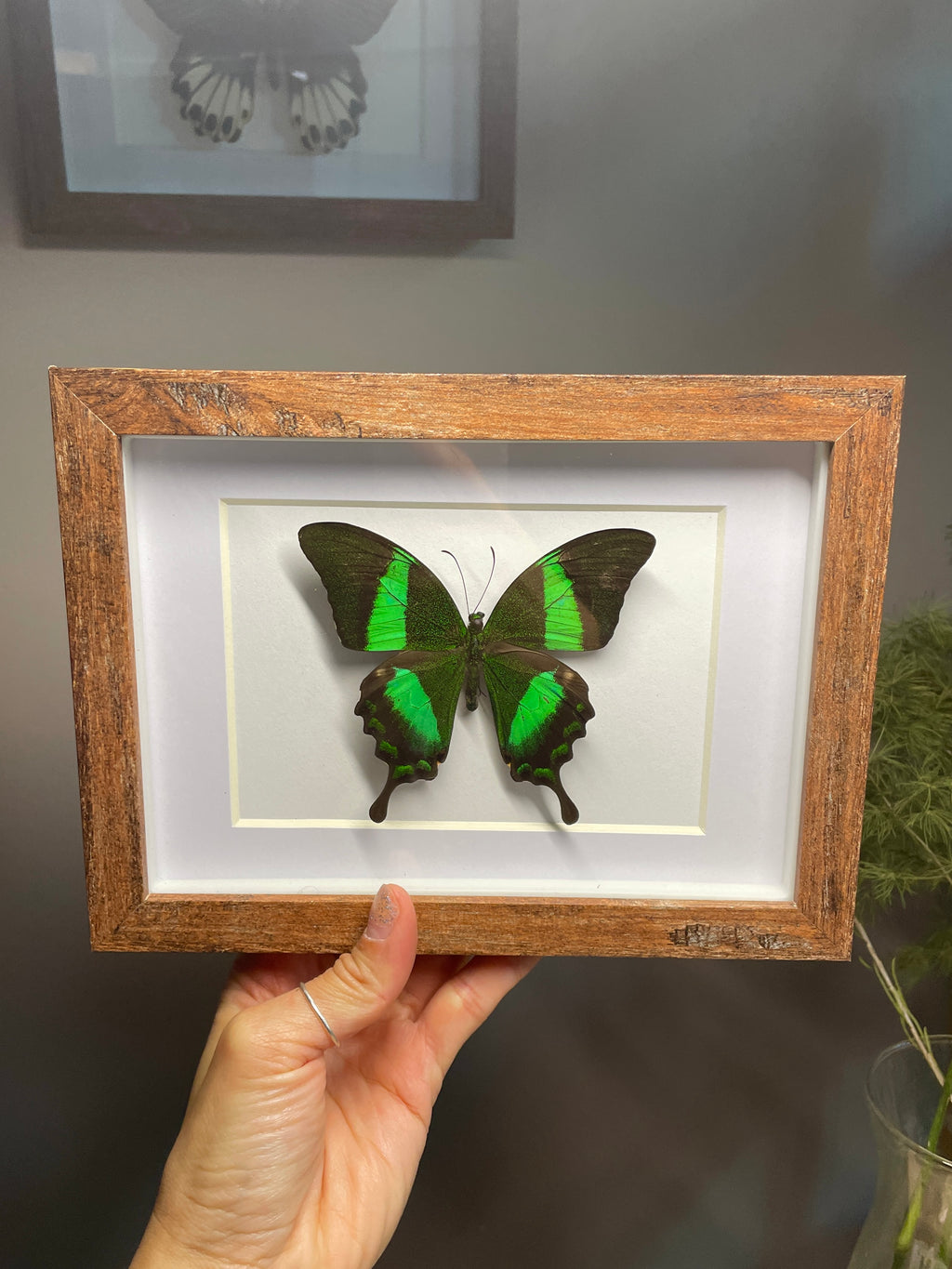 emerald swallowtail