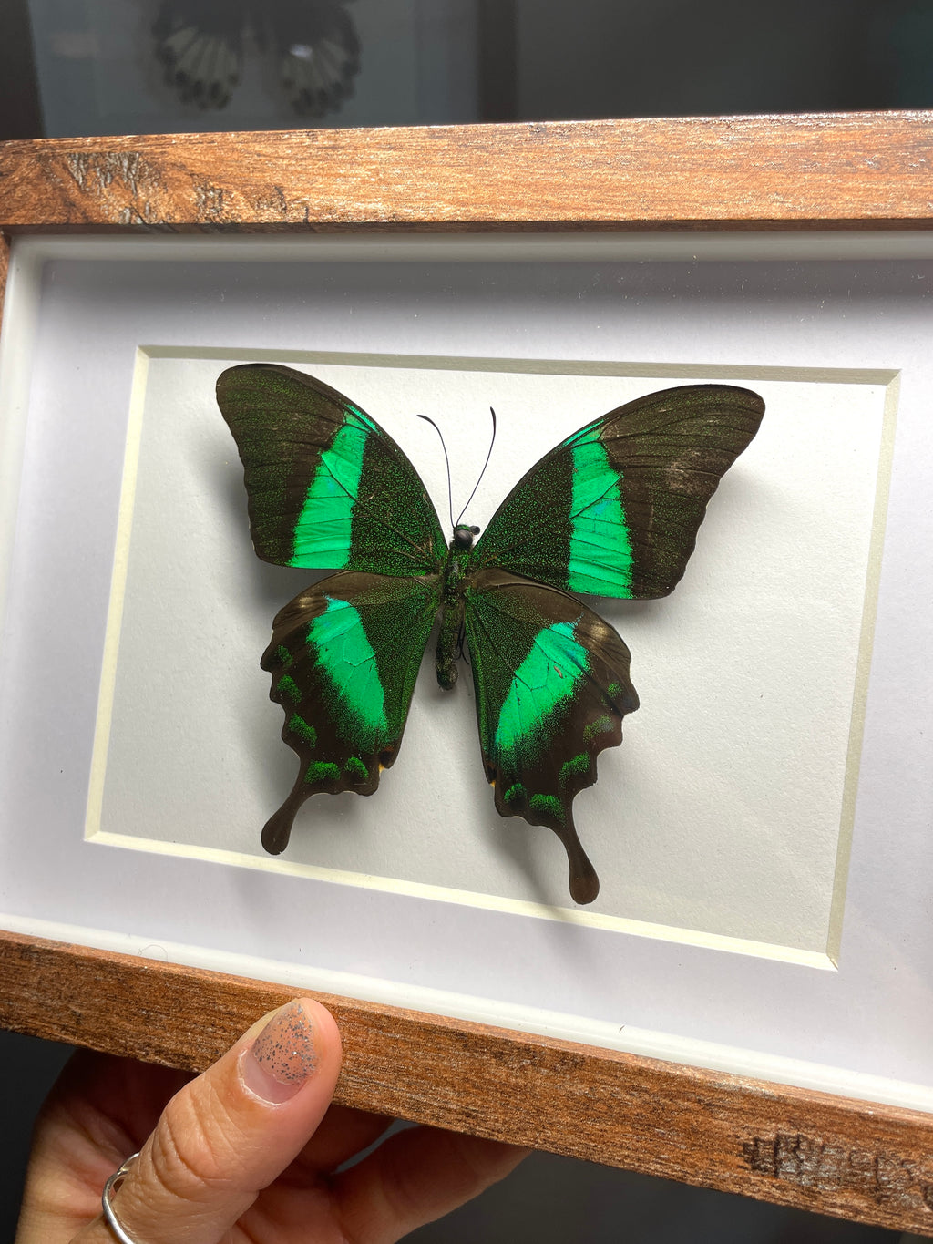 emerald swallowtail