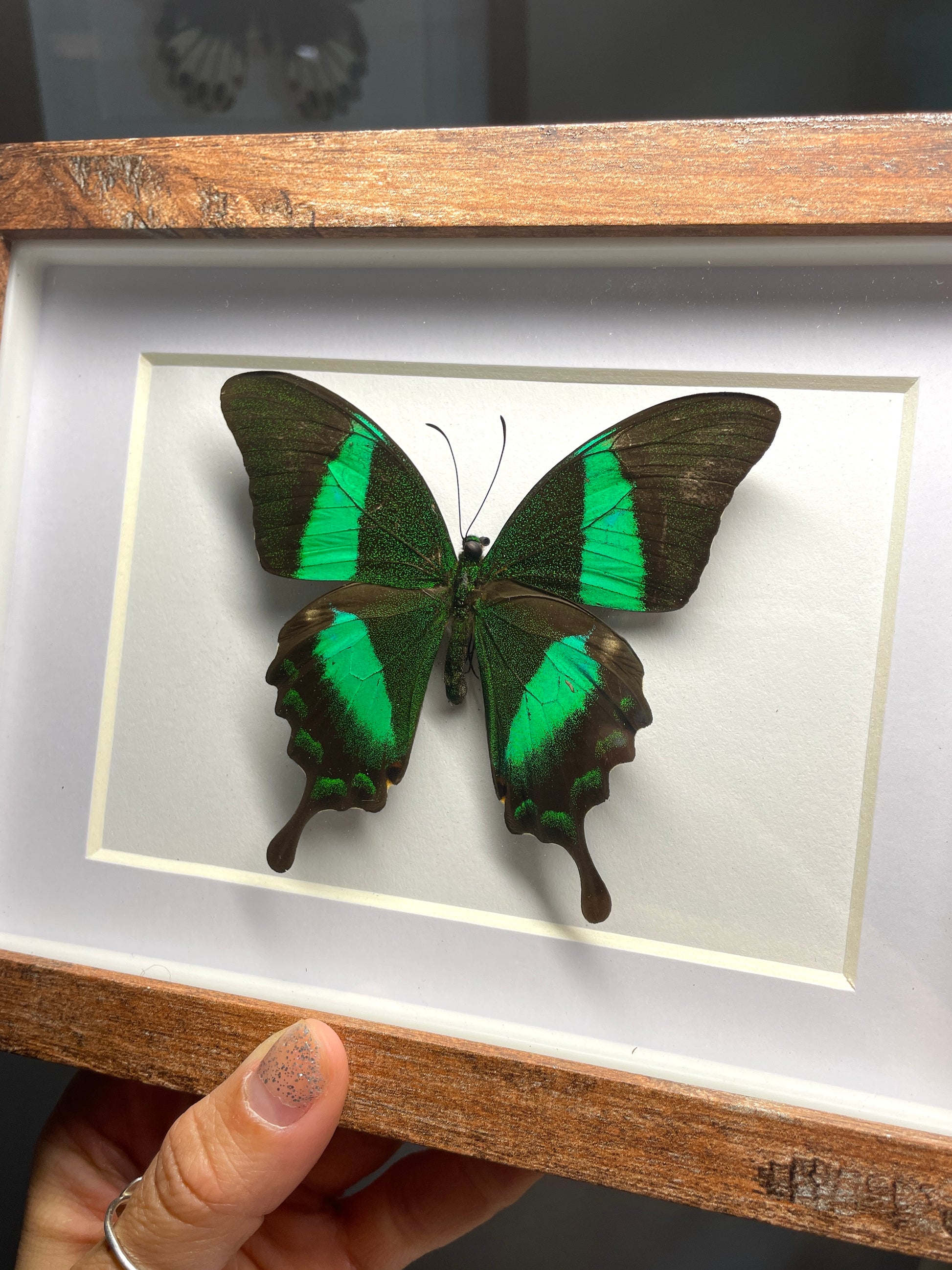 emerald swallowtail