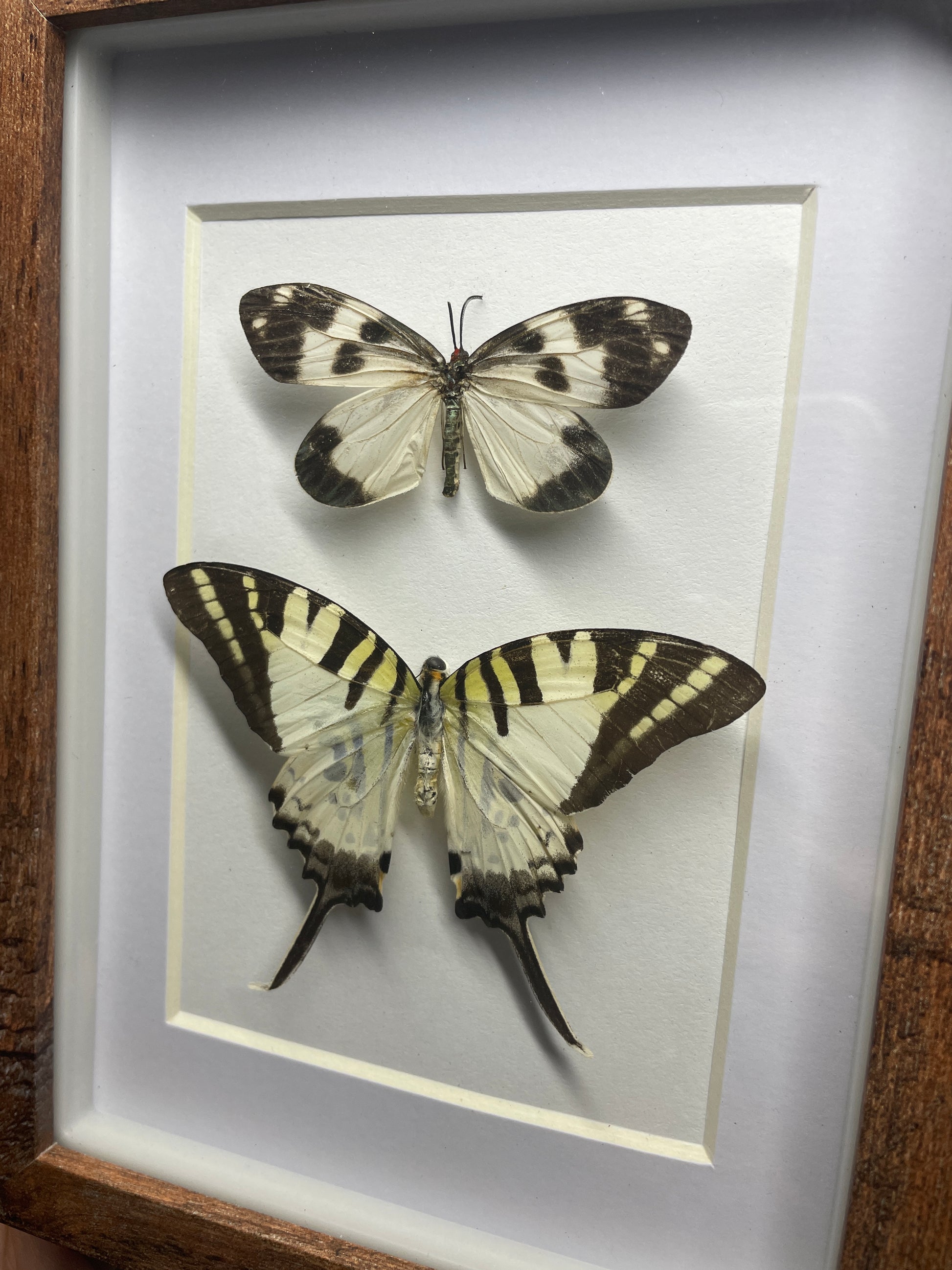 chalcosia nympha & five bar swordtail