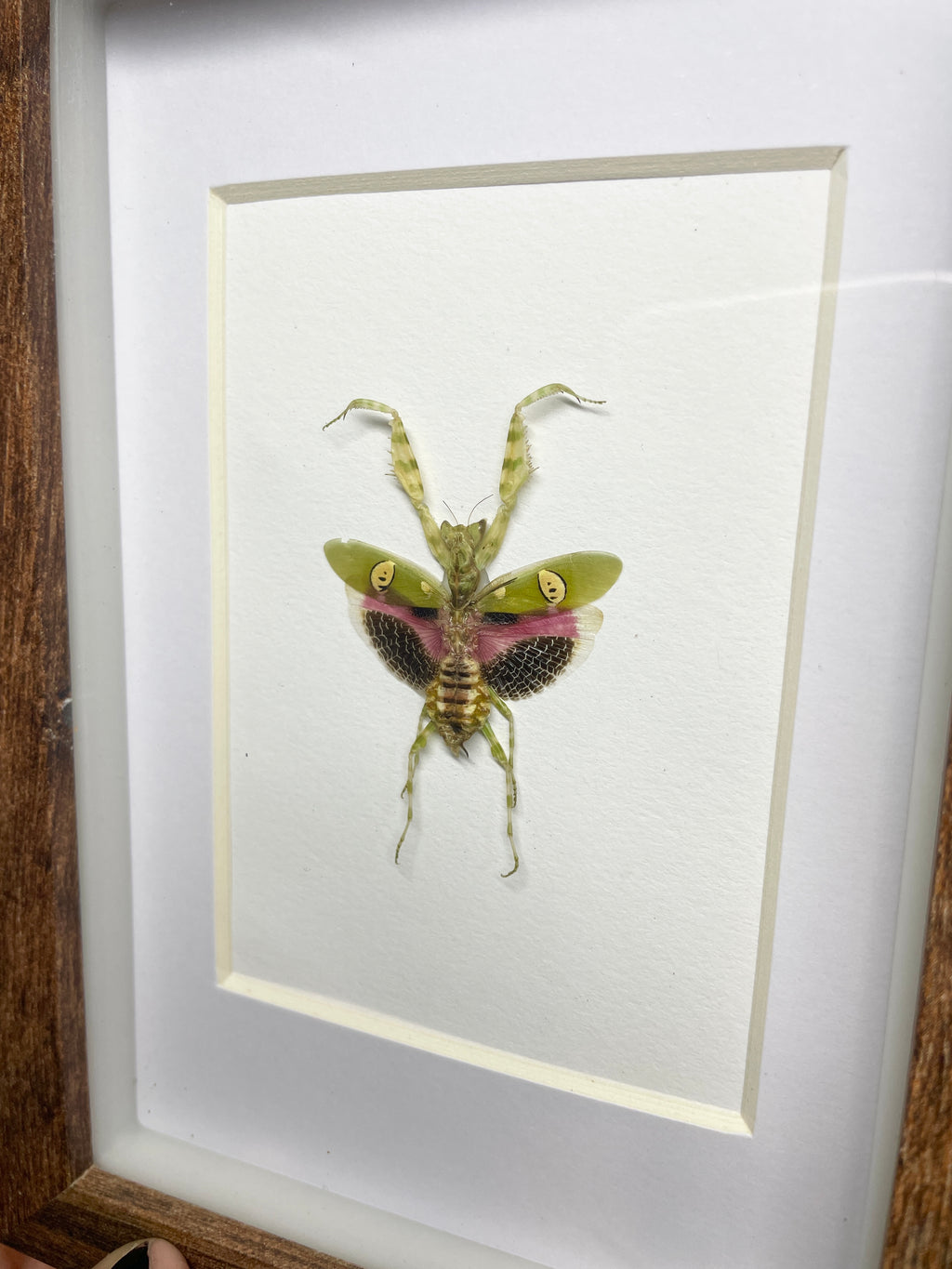 jeweled flower mantis