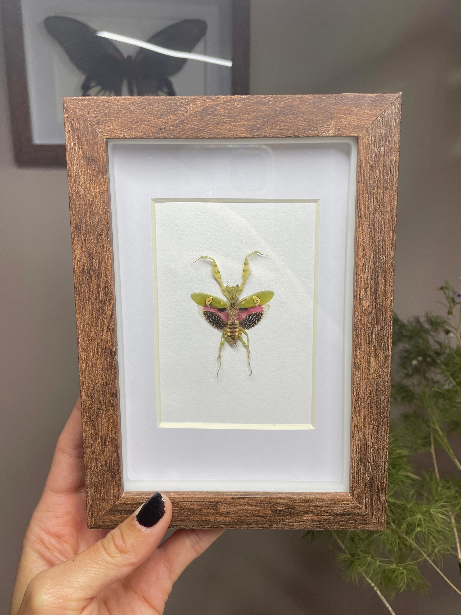 jeweled flower mantis
