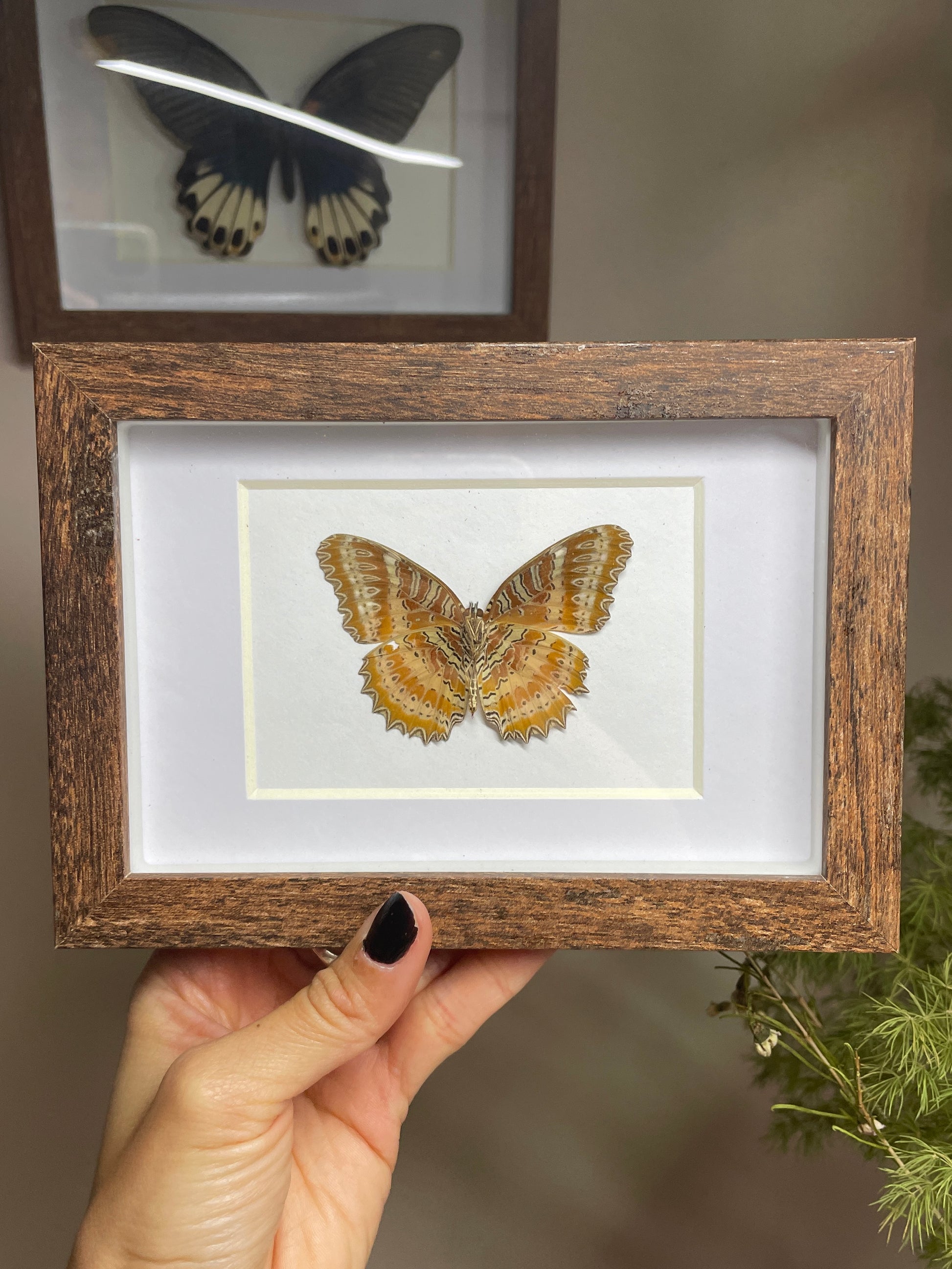 red lacewing shadow box