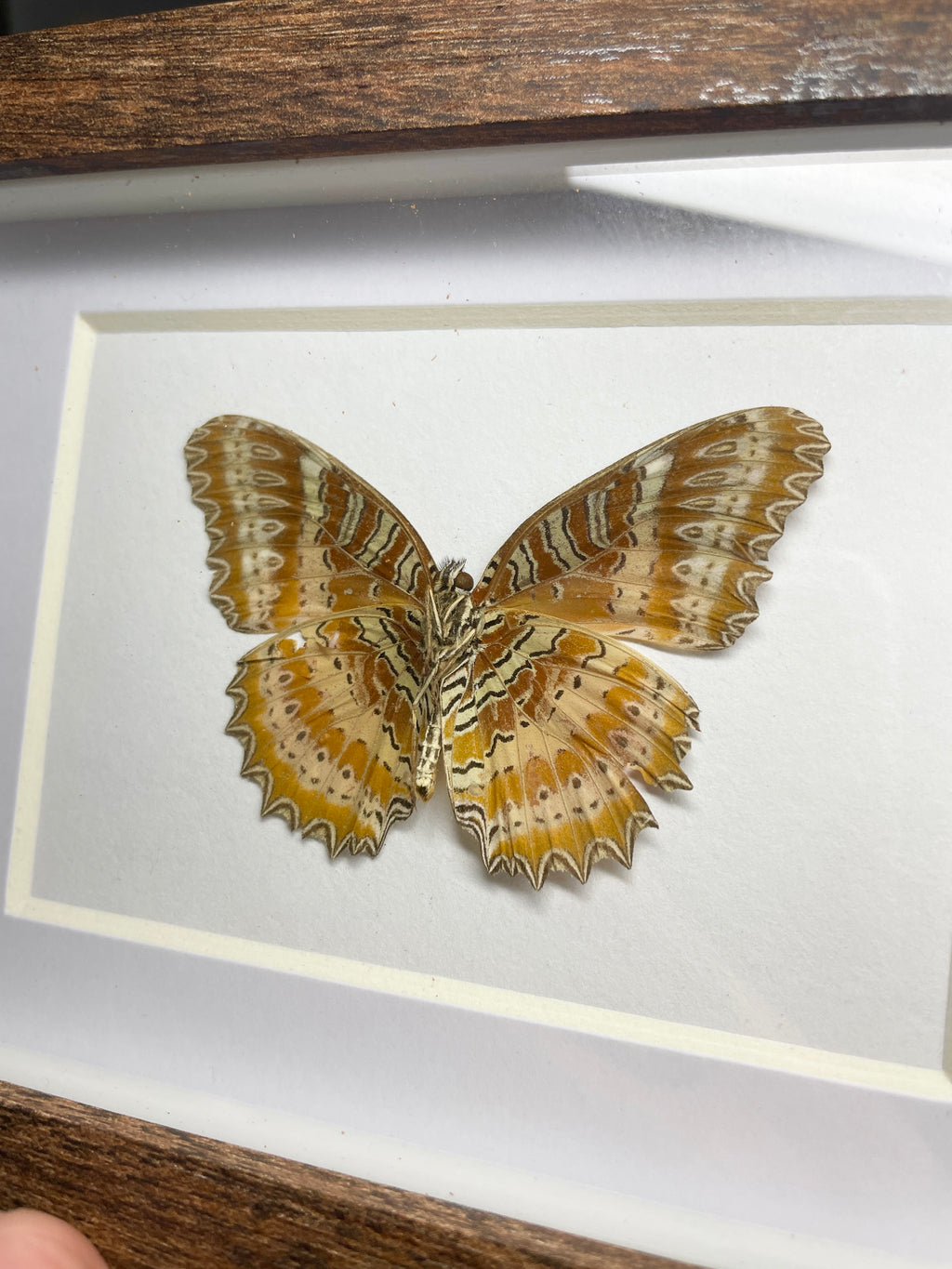 red lacewing shadow box