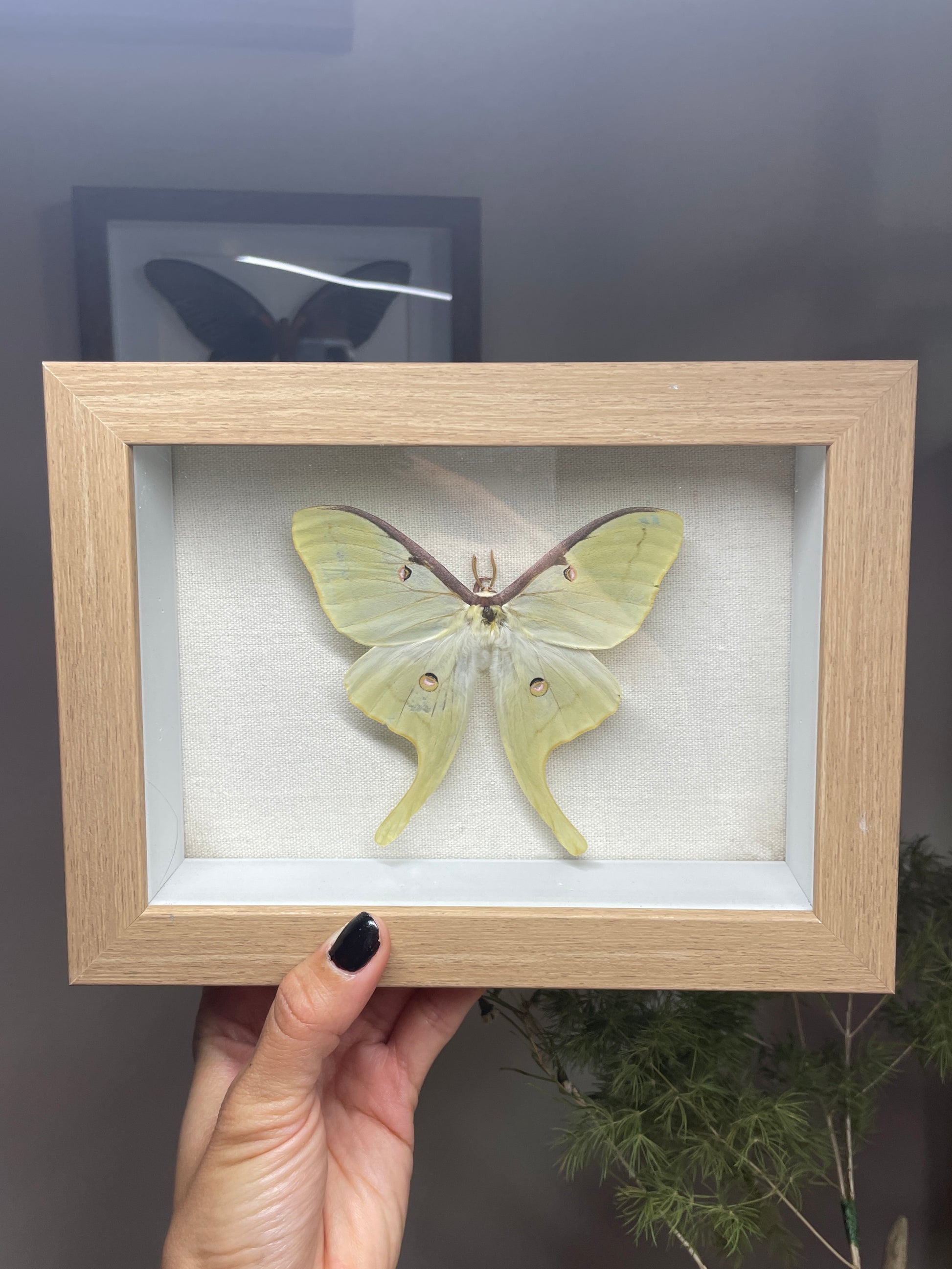 luna moth shadow box