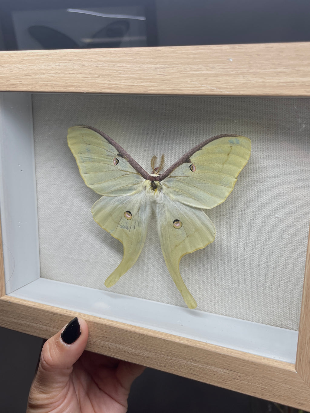 luna moth shadow box